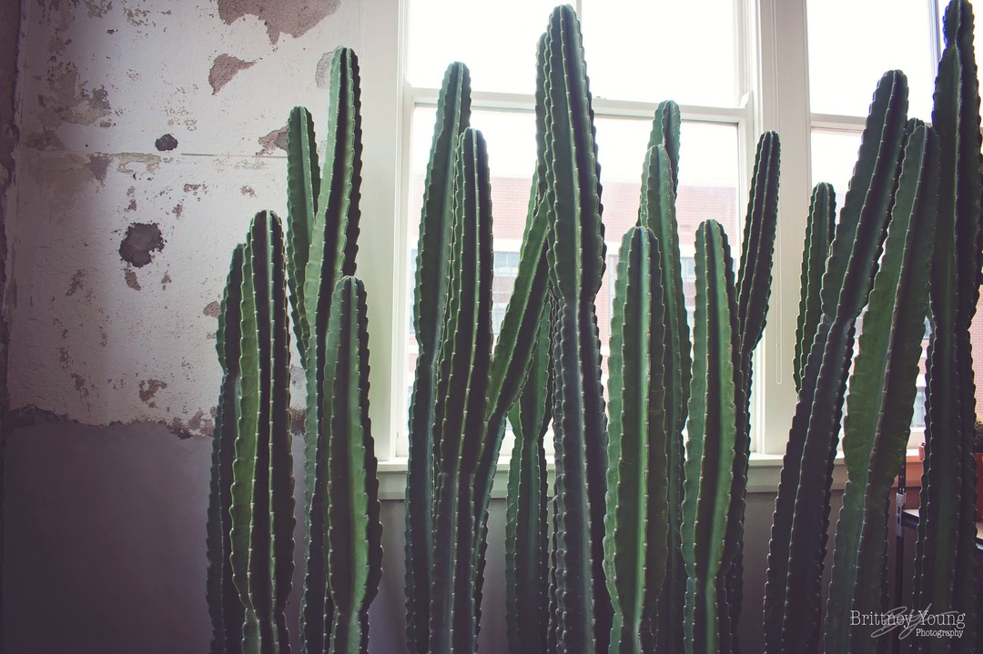 Expect to see a lot of cactus photos on this account because I am obsessed! On this #smallbusinesssaturday I'm shouting out @mycactusbadmycactushood for her awesomeness. Head over to her page and give her a follow!
.
.
.
#cactus #cactuslover #plants #cacti #plantsofinstagram #cactusclub #cactuslove #cactusgarden #plantsmakepeoplehappy #plantlover #homedecor #dallas #photography #photography #smallbusiness #shoplocal #shopsmall #cactusqueendfw