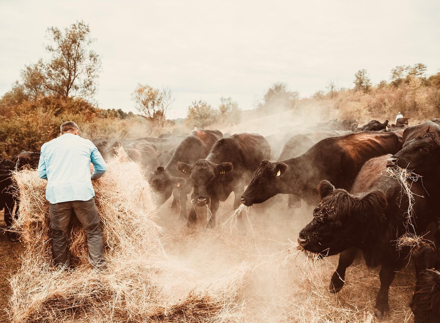 A day at the @grassfedangus farm 🌱🌳🚜 #regenerativefarming #grassfed #grassfedbeef #sustainability #wild #wildromania