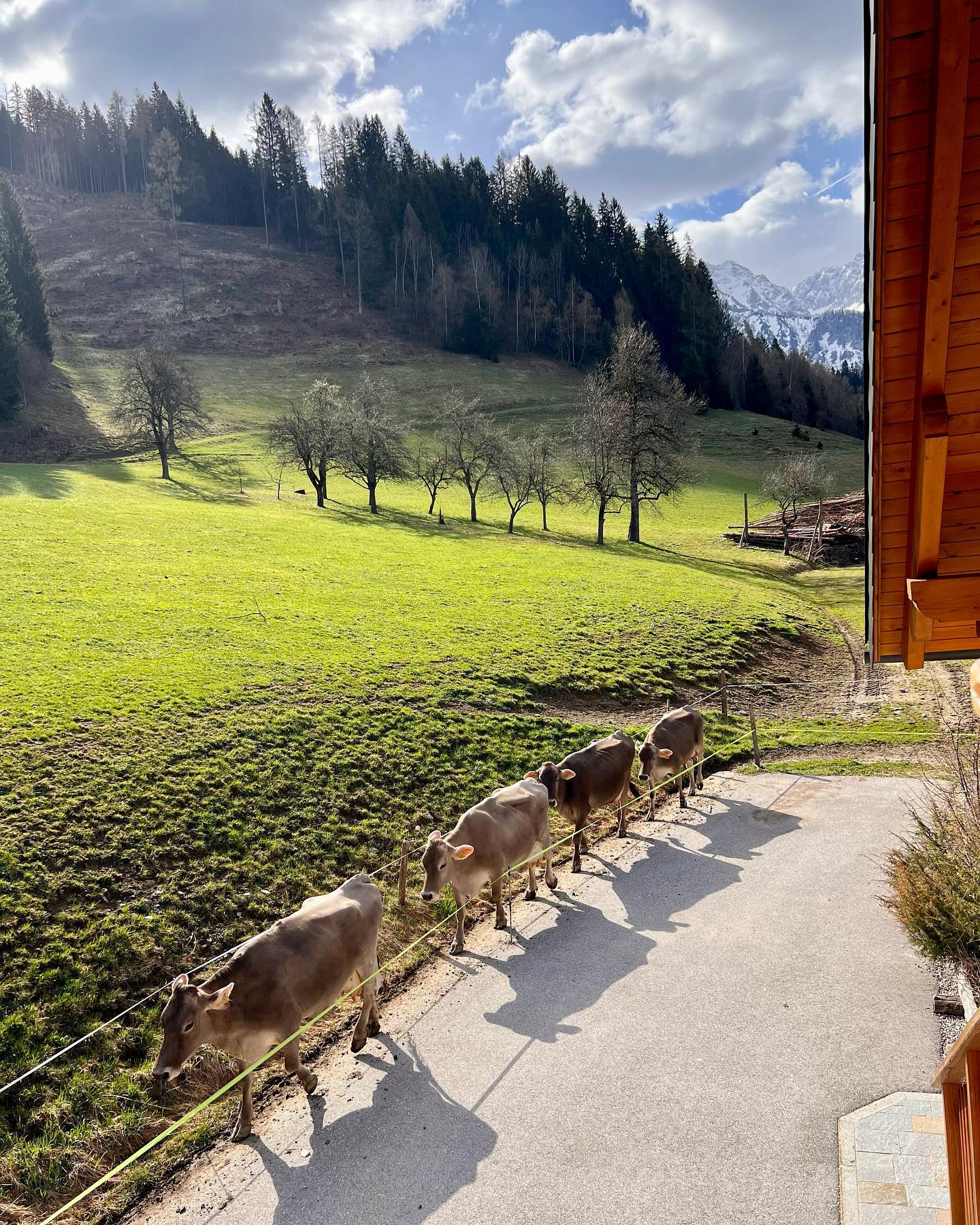 Ein kalter #frühlingsmorgen, doch die #bio #milchkühe freuen sich, dass sie endlich wieder auf die #weide dürfen. Und wir freuen uns auch, denn @bio_austria_oberoesterreich #kühe geht es richtig gut 🐄 🌸 ☀️