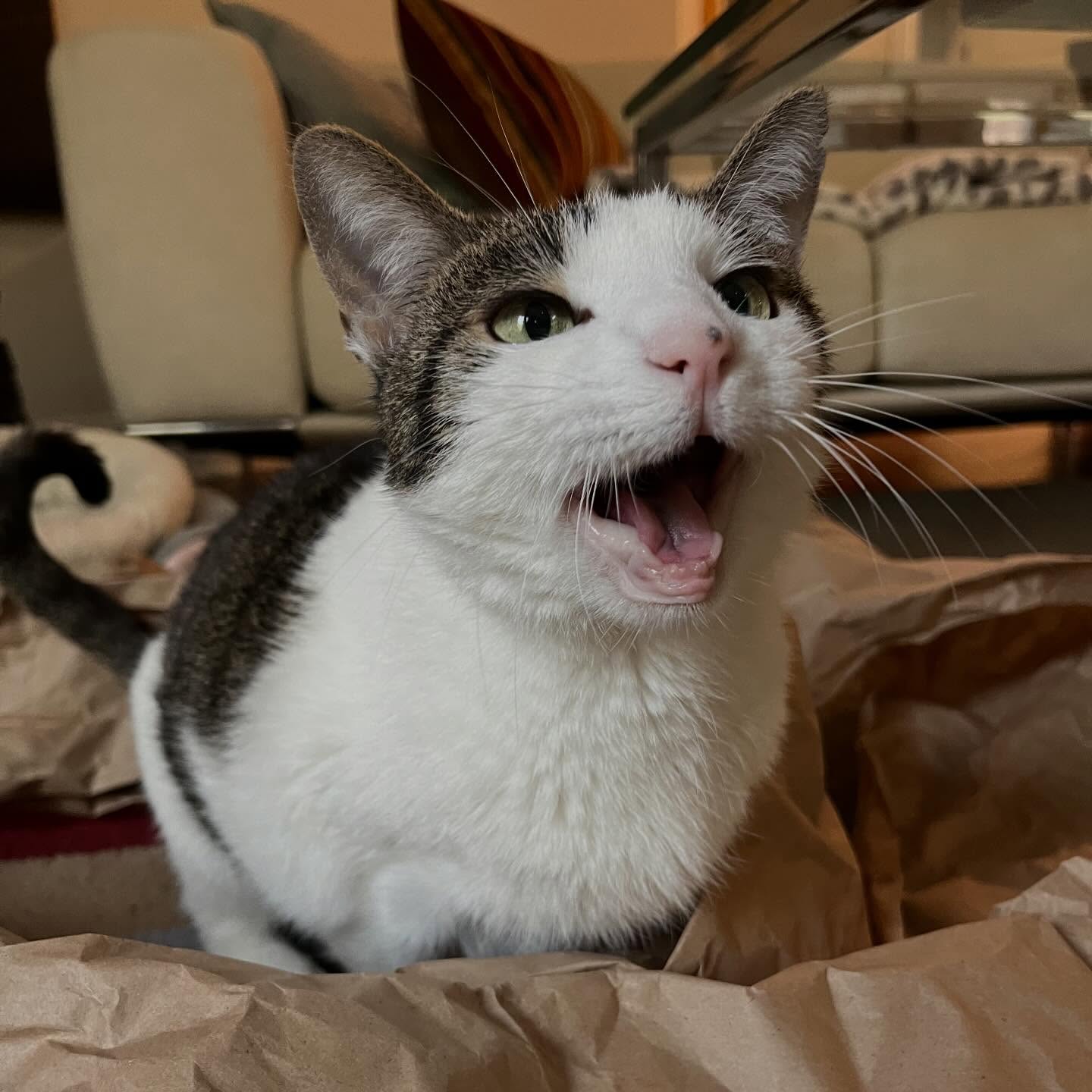 I visited Miss Bubbles just recently and it reminded me of our epic paper fort that we built - and by we I mean me.
Bubbles has a lot to say about a lot of things and she’s usually right. She does like to trash talk the neighbor but he does use the leaf blower very early in the morning!
Anyway - Miss Bubbles knows what she likes and asks for it. And usually that is to be in my lap immediately so I must oblige!
Enjoy the many face of Bubbles, the very chatty and salty-sweet kitty, whom I love to snuggle and spoil! See you soon for all the hot gossip, girlfriend!