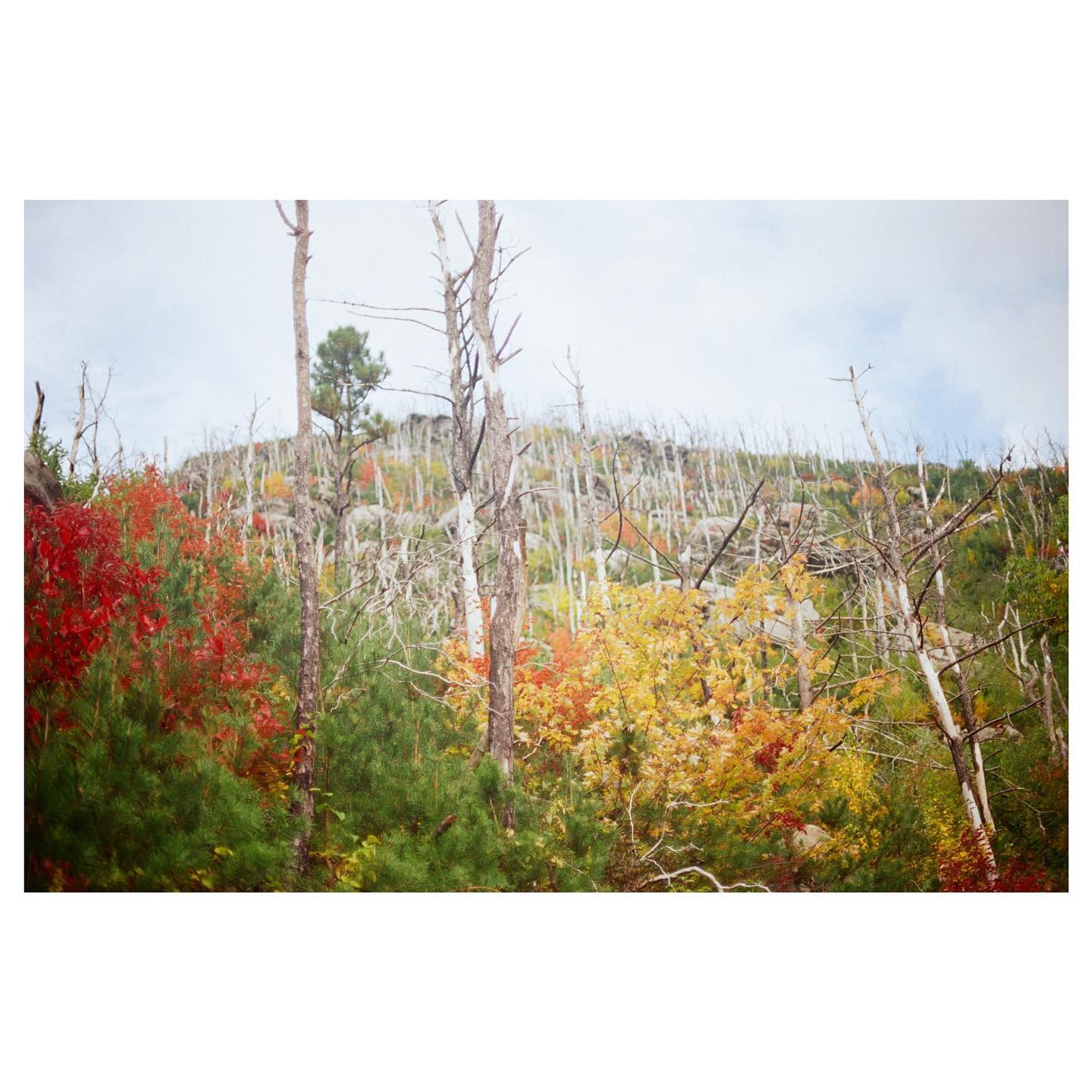 en route to rainbow falls
📷: canon ae-1 / kodak ektar 100
#ae1 #35mm #canon #canonae1 #ektar100 #kodak #kodakektar100