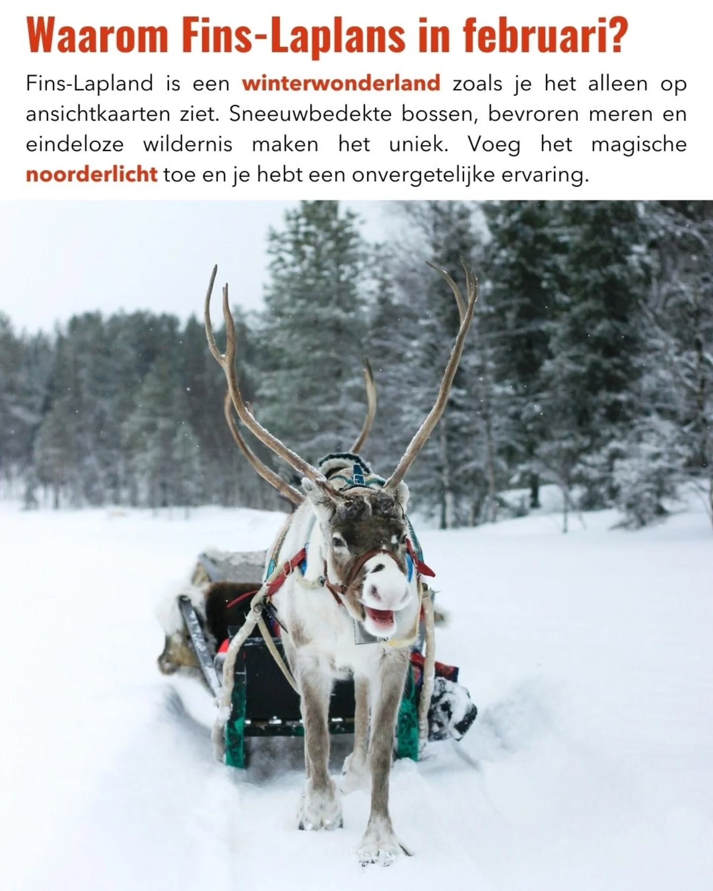 ❄️ Fins-Lapland in februari is pure wintermagie.
Dit is dé maand waarin je kans op het noorderlicht groot is, de sneeuwcondities perfect zijn en de dagen alweer iets langer worden. Overdag ga je op huskysafari of sneeuwscootertocht, ’s avonds speur je de hemel af naar dansende groene lichten.
Februari biedt de ideale balans tussen avontuur en comfort: koud genoeg voor winteractiviteiten, maar met voldoende daglicht om alles uit je reis te halen. Voeg daar unieke overnachtingen zoals glazen iglo’s aan toe en je hebt een once-in-a-lifetime ervaring.
👉 Droom jij van het noorderlicht en een echte winterreis?
Met Thijs op Reis helpt je met plannen! (link in bio)