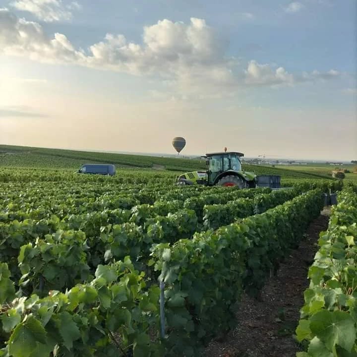 Vendanges en Champagne
#grandcru #champagnelover #champagne