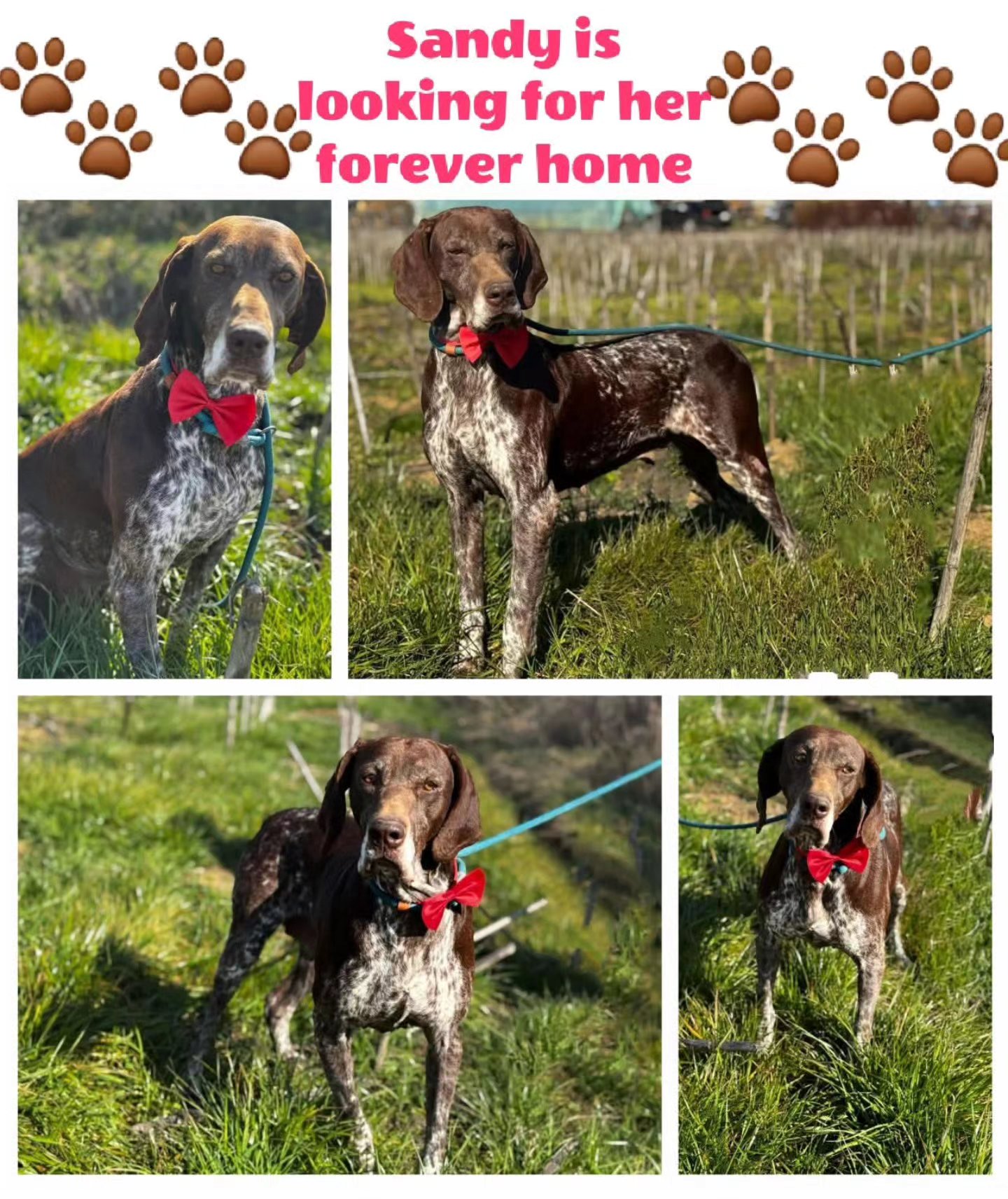 Thank you very much for your contribution
❤️🐾G.J.P.M.Wieggers
25,00
❤️🐾 John and Magdalena Zonneveld
€50,00
❤️🐾H.J. Struyk
€10,00
❤️🐾 Josephin Muller
€20,00
❤️🐾J. Ritzen
€10,00
❤️🐾R. van der Schot
€10,26
❤️🐾NP de Zwart
€325,00
❤️🐾N. Liebe
€10,00
❤️🐾A. Ostman
€5,50
❤️🐾M. Connerley
€10,70
❤️🐾K. Visser
€10,24
❤️🐾Linda Lispet
€10,24
❤️🐾A Koopman-Blom
€25,59
❤️🐾K.Hey
€15,35
❤️🐾Hondenuitlaatservice de Bollenstreek
€10,24
❤️🐾S. Albruschat
25,59
❤️🐾J. Noordzij
€5,12
❤️🐾 J. Becker
€25,59
❤️🐾M.Voeten
€51,18
❤️🐾Martine Pollefliet
€50,00
❤️🐾 C.Roels A.Flier
€10,26
❤️🐾T. Enneking
€25,59
❤️🐾Bamberg Cohen
€10,00
❤️🐾 N.v Dam
€10,00
❤️🐾 M.Priem
€5,13
❤️🐾 M Y Schuitemaker
€60,00
We appreciate your wholehearted support💝
Contact via email: gsprescuehr@gmail.com
Website: https://www.gsprescuehr.com/nl/contact.
#dontshopadopt#gspoftheday #gspcommunity#germanshorthairedpointerlovers #germanshorthairedpointerlovers #pointerlovers #gspcommunity #pointerlove #germanshorthairedpointer #birddog #pointersofinstagram #gsprescue #gspworld #gsp #gsplife #gsploverig #gsplovers #gspsofinstagram #gspuniverse @lydia_lidach #rescuedog #rescuedogsofinstagram #rescuedismyfavoritebreed#deutschkurzhaar