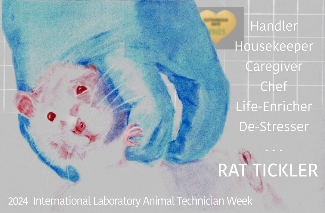 It’s International Laboratory Animal Technician Week 2024. Let’s take a moment.
Laboratory animal technicians bring their compassion every day to the job. 365 days a year, they clean, feed and water the animals in their care. They monitor the animals’ health, minimize their distress and enrich their lives.
Laboratory animal technicians are working on something bigger than themselves.
A soulful thank you for the beautiful and difficult work you do for all of us. It matters — for the animals in your care, for the people and animals needing life-saving treatments and for their families.
@aalasnational #AnimalResearchSavesLives #getreal.podcast #drawingsmatter #labanimals #animaltechnicians #animaltech