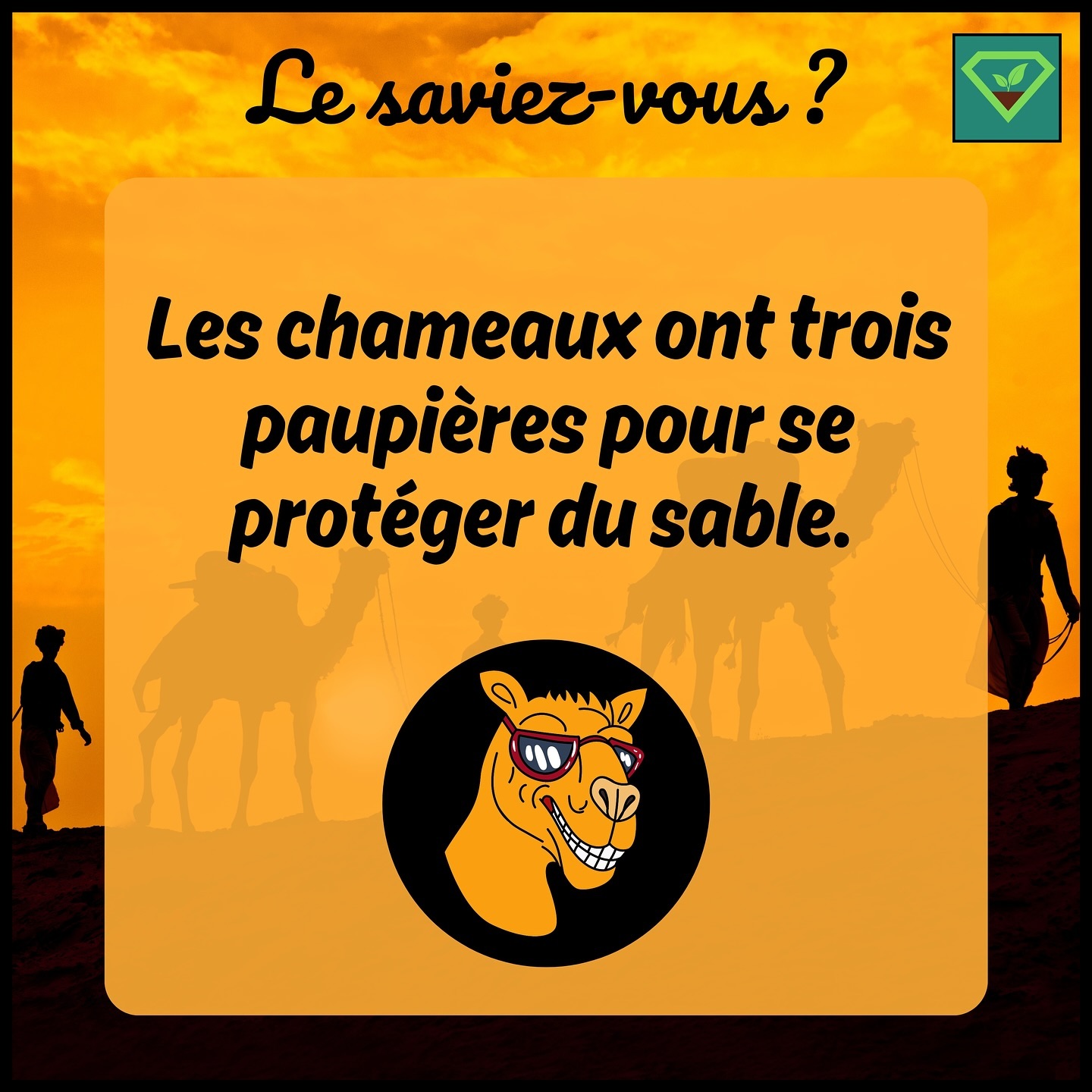 🐫👀 Les chameaux ont trois paupières pour se protéger du sable : Deux des paupières ont des cils pour bloquer le sable, et la troisième est une membrane mince qu’ils peuvent fermer pour protéger leurs yeux lors d’une tempête de sable. #savoir#histoire#insolite#lesaviezvous#greenisyou#funfact#info#culturegenerale#chameau#paupieres#sable#tempetedesable