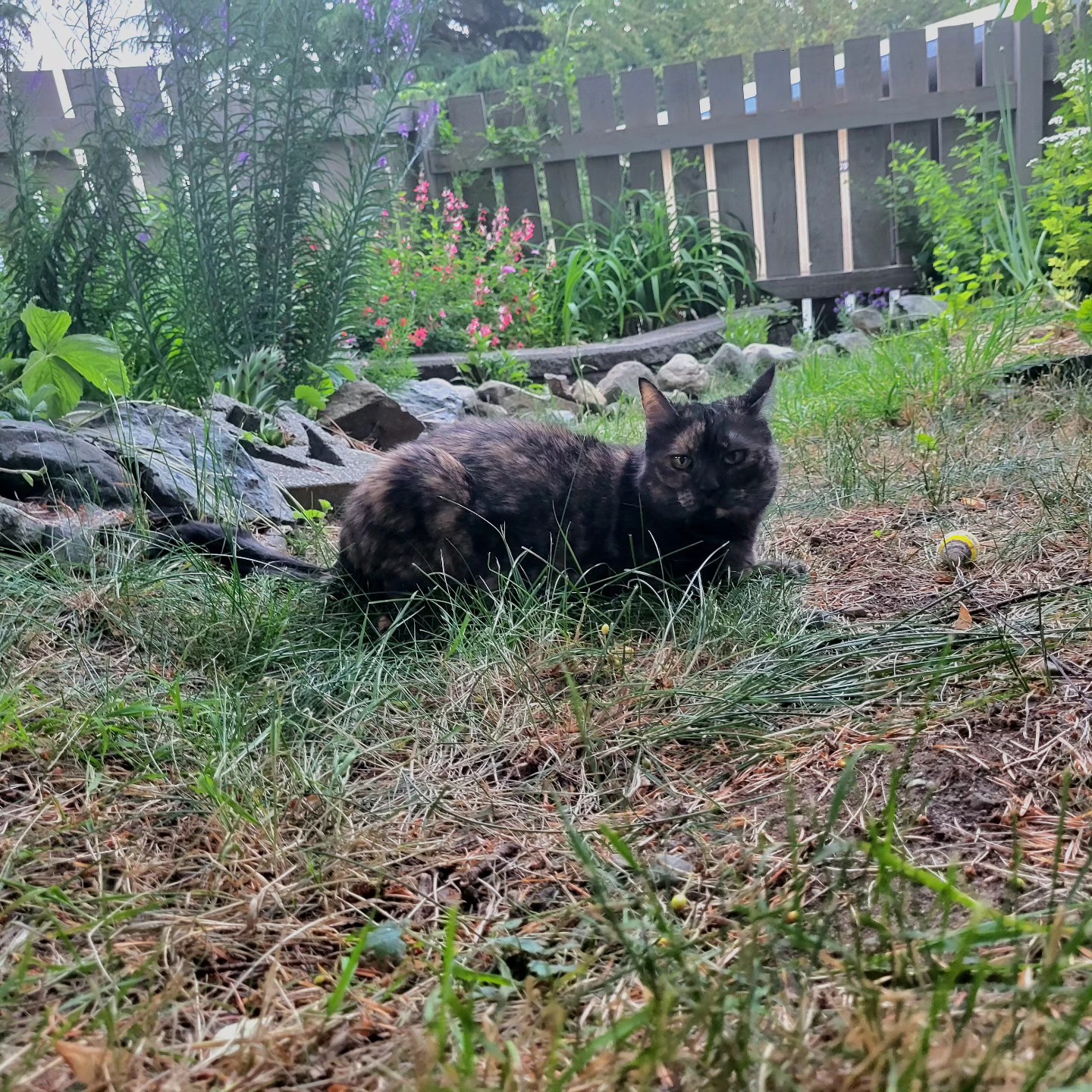 Just a Teenie cat, hanging out and playing with her bee...