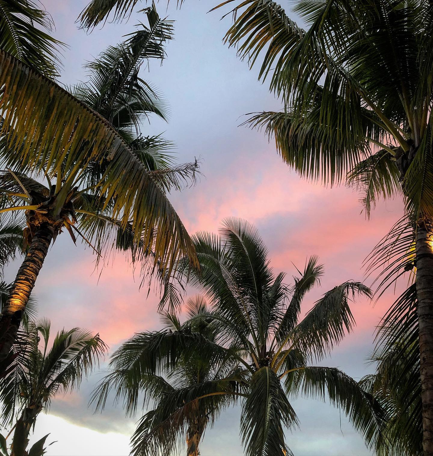 Breathe in. Breathe out.
See the pink rays in the sky.
Hear the palm trees swaying in the warm summer breeze.
Taste the salty air.
Smell the sweet scent of wild tiare flower somewhere nearby.
In short, friday evening in paradise 🌴