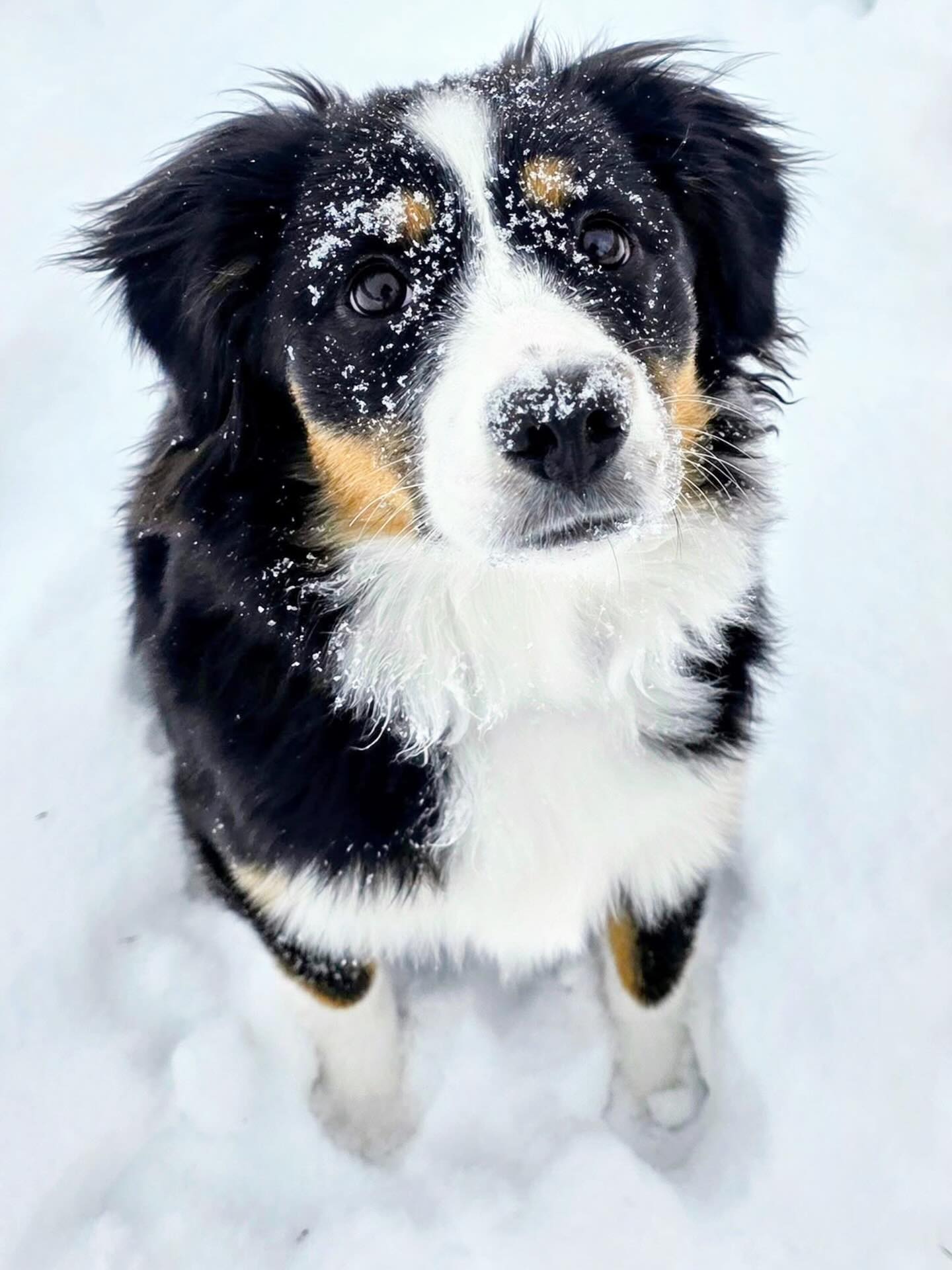 Oreos first snow ❄️ an aussies favorite ❤️. (Moxie x Dante pup)
.
.
#miniaussiepuppy #dogmomlife #miniaussiesnowday #snowaussie