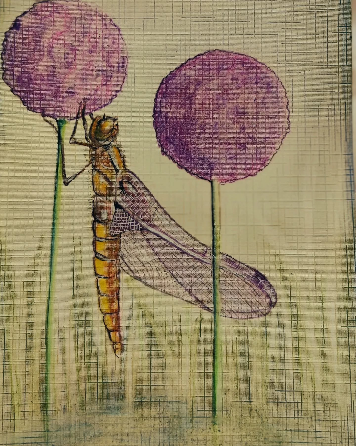 Dragonfly . .... Something different .. .