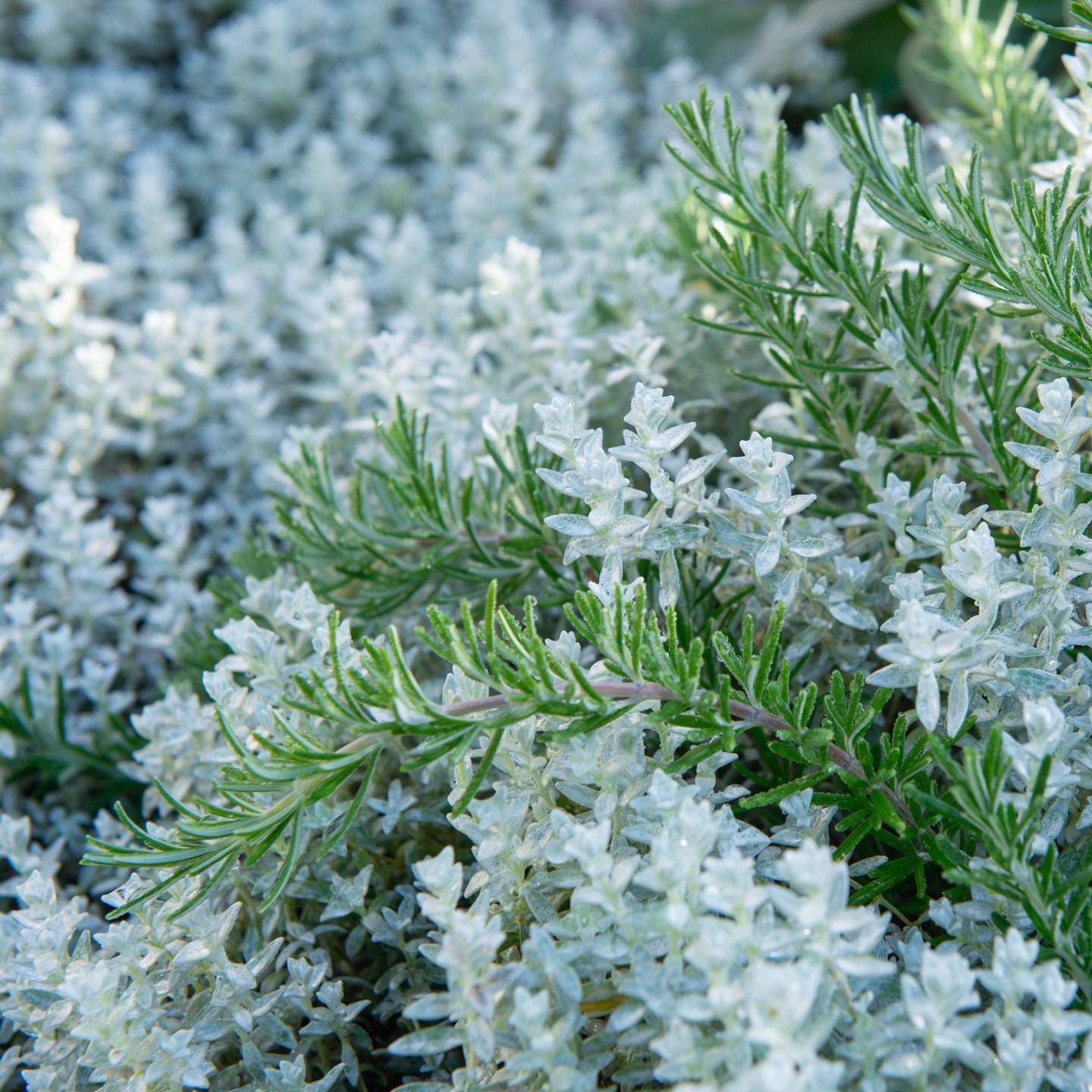 There is a wintry feel in this picture despite the fact that it was taken by @BennetSmith in early Autumn. Bennet has beautifully captured that icy look of ‘Snow in the summer’ (Cerastium tomentosum) with creeping rosemary (Salvia rosmarinus prostratus) adding the feel of life frozen in the moment.
#grandifloruscouk #woking #wearewoking #welovewoking #wokinggardens #surreygarden #surreygardens #surreygardendesign #landscapingsurrey #horsell #guildford #weybridge #cobham #esher #waltononthames #hersham #addlestone #westbyfleet #byfleet #virginiawater #surrey #surreymums #surreylife #chertsey #gardendesign #plantingdesign #gardendesigner #horticulturist #horticulture