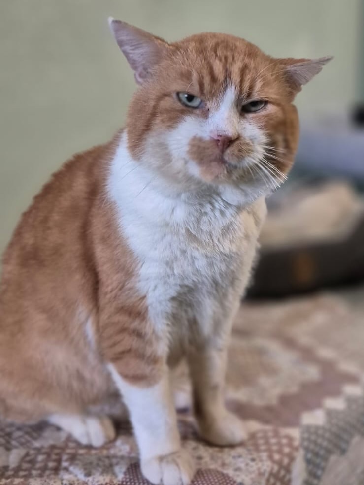 *Zuhause gefunden* Bueno - ein älterer Kater zum verlieben! 💛
Ein Kater, der zwei große Lieben auf der Welt hat: den Menschen und das Essen. In dieser Reihenfolge 😻
Da ihr Epos so toll fandet und er einige Anfragen bekam, wodurch er ein Zuhause gefunden hat (❤️) werdet ihr auch Bueno lieben. Bueno ist nämlich ebenfalls ein echter Schmusekater im Alter von geschätzt ca. 10 Jahren und charakterlich Epos sehr ähnlich– er liebt Menschen über alles, sucht Nähe, Gesellschaft und Zuwendung. Er ist ruhig, eher gemütlich und ein kleiner Hausphilosoph für Nickerchen und volle Näpfe😺. Auf den ersten Blick wirkt er vielleicht etwas traurig, aber lasst euch von diesem Blick nicht täuschen – in Wirklichkeit ist er fröhlich, warmherzig und sehr freundlich ❤️ - doch noch fröhlicher wäre er natürlich in einem eigenen Zuhause!
Das Katzenasyl hat Bueno von einer anderen Organisation übernommen, die ihn nicht mehr beherbergen konnte. Im Katzenasyl lebt er in der großen Katzengruppe harmonisch mit den anderen zusammen, nur Futter ist seine heilige Angelegenheit! 🍗 Da kann er sich auch mal dominanter zeigen. Vermutlich weil er auf der Straße nie genügend zu fressen hatte. Deshalb fühlt er sich am wohlsten in einem Zuhause, das seine Grenzen respektiert und seine kulinarischen Leidenschaften zu schätzen weiß 😉
Bueno ist der ideale Begleiter für ein ruhiges Leben: ein bisschen Streicheln, ein bisschen Essen, schlafen und ganz viel Liebe. Wenn du einen Kater suchst, der dein treuer, gemütlicher und sehr liebevoller Mitbewohner wird – dann hast du ihn gerade gefunden.
Er musste bisher zusehen, wie Besucher sich für junge Katzen interessieren, die dann in ihr eigenes Zuhause ziehen. Bueno bleibt zurück - bitte gib ihm die Chance, Teil des nächsten Ausreisetransportes am 08.02.2026 zu sein 🐾💛 Er wartet kastriert, geimpft, gechipt, negativ auf FIV/ Feld getestet und mit EU-Heimtierausweis.
#seniorcat #adoptacat #catstagram #tierschutz #catrescue