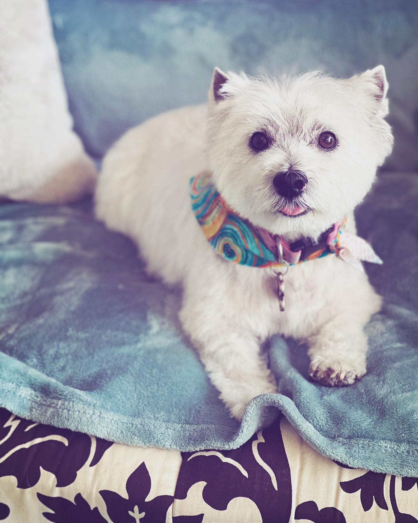 #hautedog #hautedoggrooming #dogsofinstagram #welovegrooming #groom