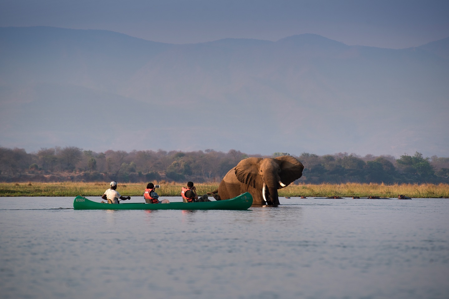 An unforgettable canoeing adventure in the heart of Mana Pools! It’s all about getting up close and personal with magnificent elephants as they indulge in a refreshing bath in the mighty Zambezi River! 🚣🐘
📍Zambezi Expeditions
📸 @africanbushcamps
•
•
•
#manapools #manapoolsnationalpark #wildlifeseekers #instawildlife #wildlifepics #wildlifeaddict #wildlifetour #wildlife #wildlife_inspired #wildlifeofinstagram #discoverwildlife #wildlifephotos #wildplanet #conservationphotography #zimbabwesafari #visitzimbabwe #zimbabwe #riverboat #river #riverview #thisisafrica #riverzambezi #iloveafrica #africanature #africa #exploreafrica #visitafrica #africatravel #africansafari #africananimals