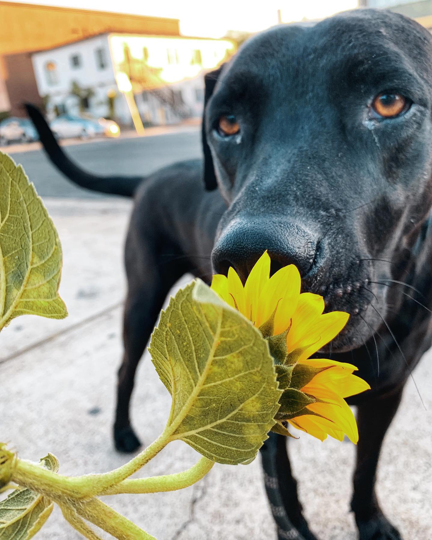Max said to tell you happy Wednesday☀️ And to remember to stop and smell the 🌻 🌻