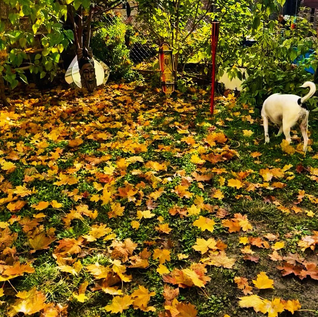 autumn 🍃🍂🍁
#colors #silence #freedom #home #savety #family #love #nohate #nowar #nomore #ceasefirenow #peace #humanity #whereareyou