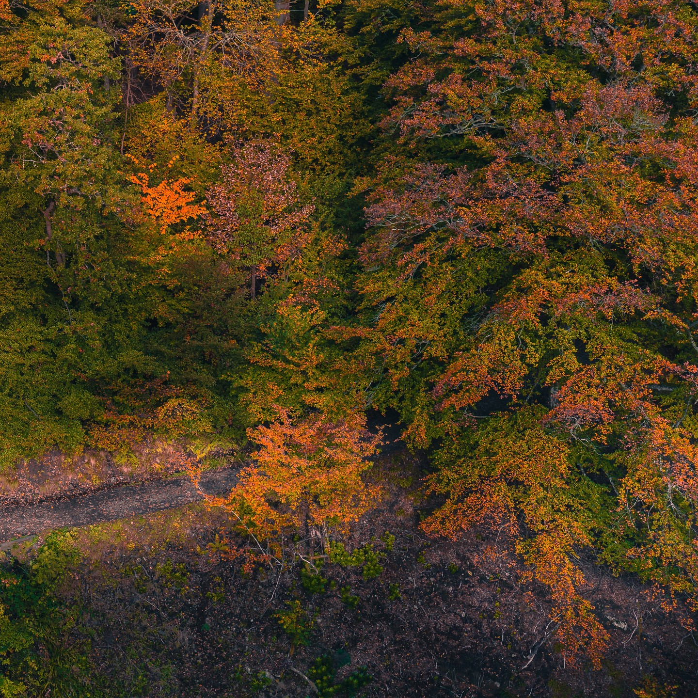 Nature spilling its palette across Glen Garry - that's a path worth taking.
#GlenGarry #AthollScotland #ScotlandViews #AutumnVibes🍂 #ScotlandTravel #LochTayArea #AutumnForests #NatureFromAbove #AerialPerspective #ScotlandAutumn #Trossachs #ScottishNature #VisitScotland #LoveScotland #HighlandScotland #ForestPath #GoldenHourGlow #AutumnLeaves #FallAesthetic #ScotlandInAutumn #WanderScotland #HiddenScotland #ScenicScotland #ExploreScotland #AdventureScotland #TravelScotland #AutumnColors #ForestDreams #NatureInFocus