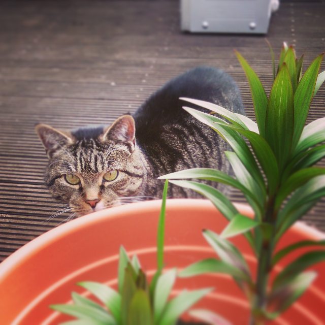 My cat is no ninja.