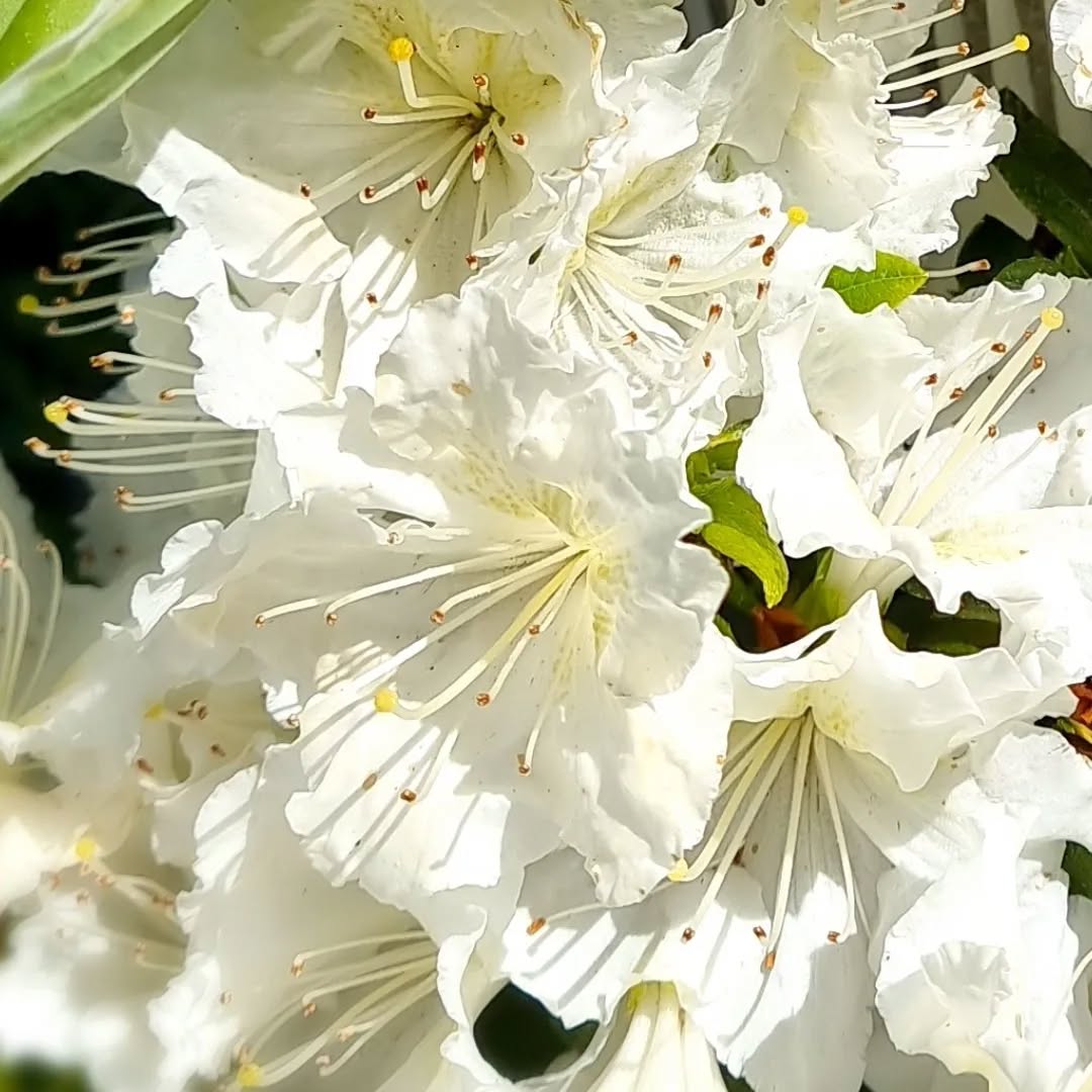 #viherterapia #valkoinen