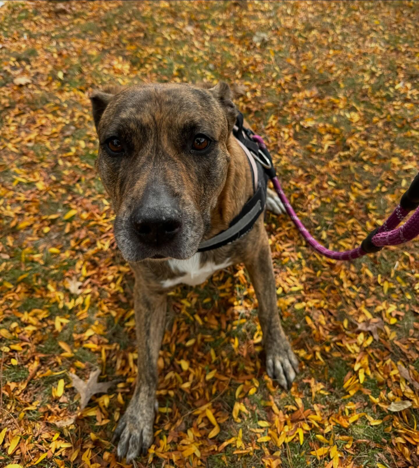 Sunny enjoying the fall leaves! 🍂