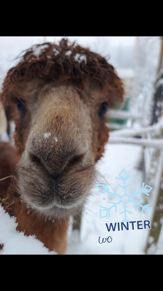 #obstwiesenalpakas #winterwonderland #alpaka #badmünstereifel #nrw