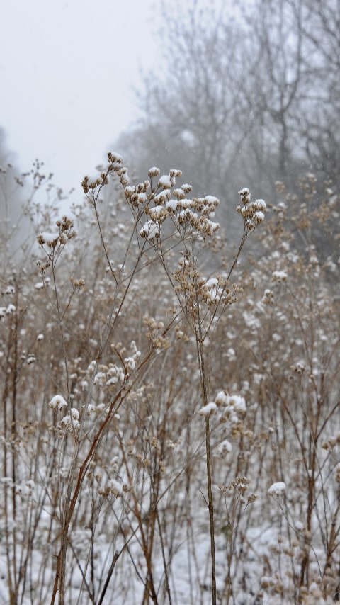 A rare snow day in Athens full of fun!