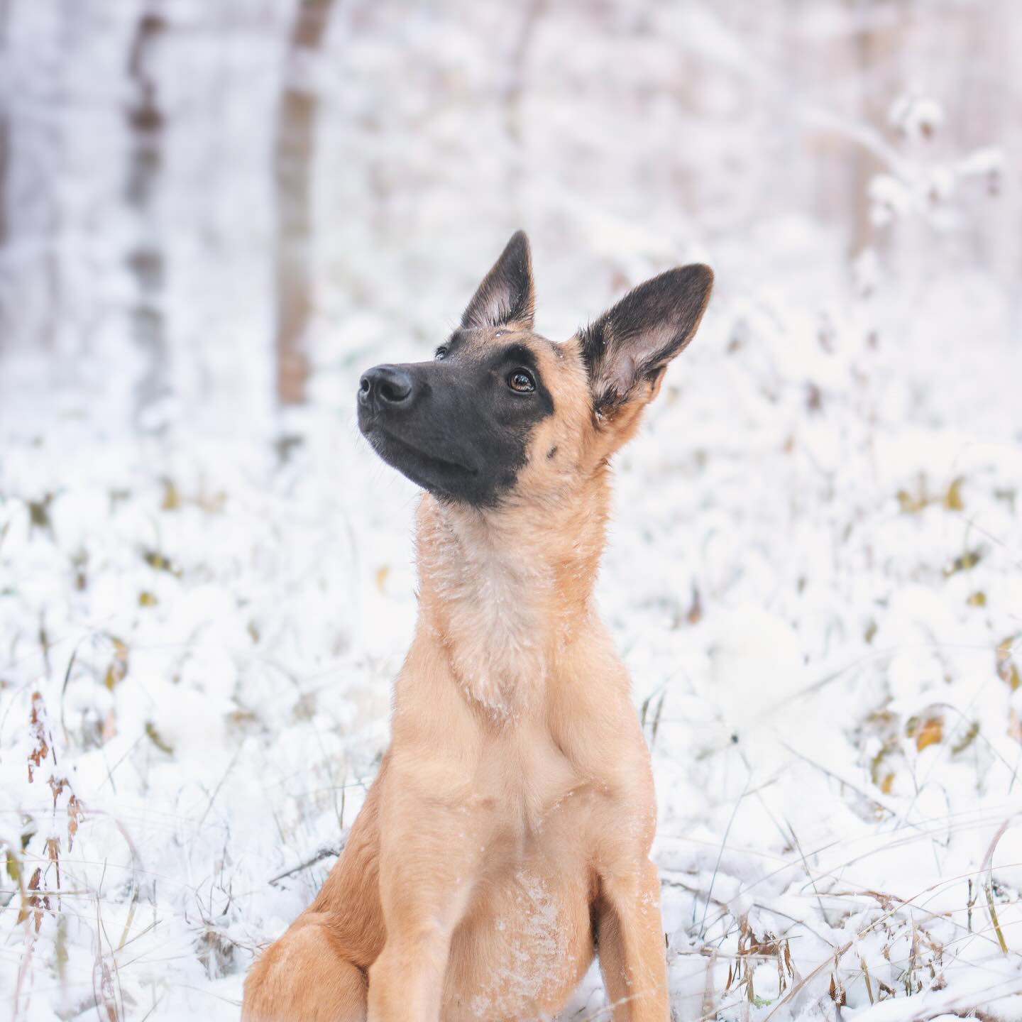 BONNY 🩵
Ich surfe so gern durch alte Ordner 🥹
Das Bild ist im Winter 2022 entstanden und ich mag die Szenen aus dem Shooting so sehr 🥹❄️
Bevor es heute in den Spätdienst geht mache ich noch ein wenig Bürokram - so wie die letzten Wochen. Und ich sag’s euch, es dauert nicht mehr lange, dann stelle ich dafür bald jemanden ein 🙄😂
Morgen gebe ich die letzten zwei Pakete ab und dann steht ein Studishooting in Erfurt an, da bin ich schon super gespannt 📸
•
Du hast Fragen oder möchtest direkt ein Shooting buchen? Meld dich gern 🌸
📧 info@tierfotografie-thueringen.de
💻 www.tierfotografie-thueringen.de
#hundefotografie #tierfotografie #thüringen #winterhunde