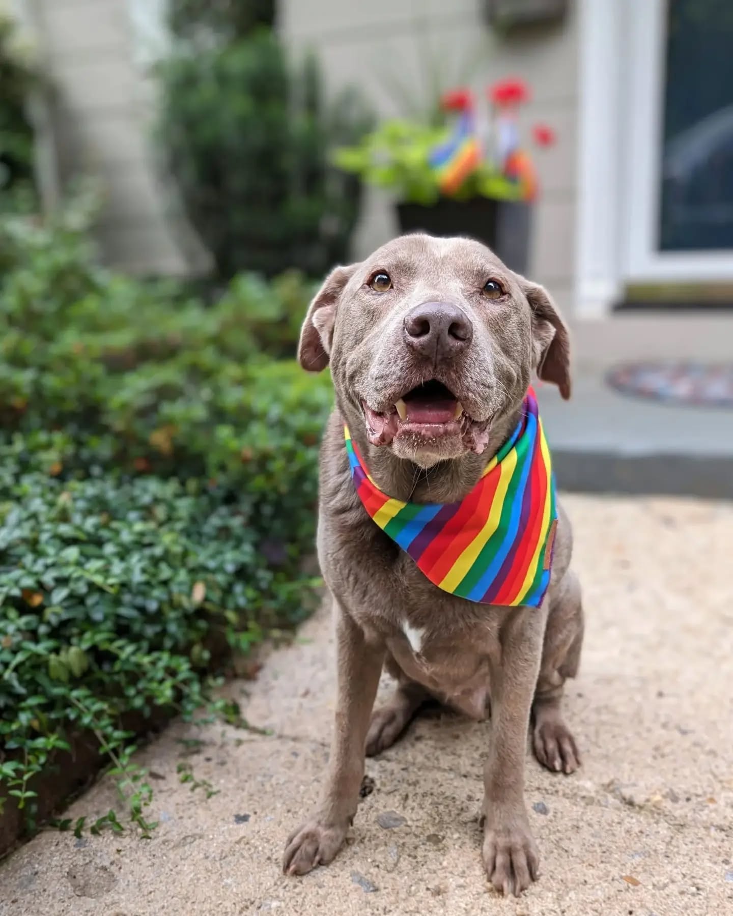 Happy Pride, y’all! Kal and I wanted to say that today, and every day of the year, we celebrate YOU and we’re so happy you’re here! 🏳️🌈❤️
I recently completed the Welcoming Spaces Certification Training Course put on by @BlueRidgePride, to help Tralala be a better ally to the diverse LGBTQ+ community in Asheville. As a small business owner, I want to be a safe resource and aim for my services and interactions with clients to be inclusive and welcoming to all. This training provided tools and knowledge to help towards this goal, and I recommend it for Asheville business owners, staff, and employees.
Thank you all for trusting me with your homes and all the things you hold dear.
XO,
Libby