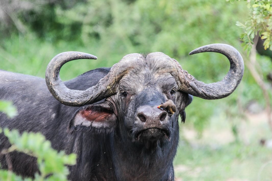 🦬🐦 Nature’s Cleaning Team at Work
Ever wondered why this small bird sits on a buffalo’s face?
This is an oxpecker, and its job is to:
✔ Eat ticks and parasites
✔ Clean wounds by removing dead skin
✔ Act as an early warning system when danger approaches
The buffalo gets relief from irritating insects, and the bird gets a meal — a perfect example of teamwork in the wild 🌍
Nature always finds balance.