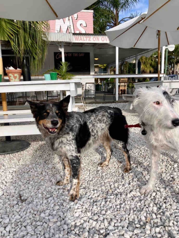 There’s a sign above the front door at Matilda’s that reads “home is a place where not only our family feels welcome, yours does too.” True as it is, we’d be suckers if we didn’t welcome the WHOLE family.
We love dogs. Poochy pals at brekkie and pupperoni pizzas in the afternoon. We’ll water them and scratch their ears and pretend not to see the sneaky crumbs you feed them under the table.
Whether a pit stop on your dog walk or the final destination, good times are meant to be shared.