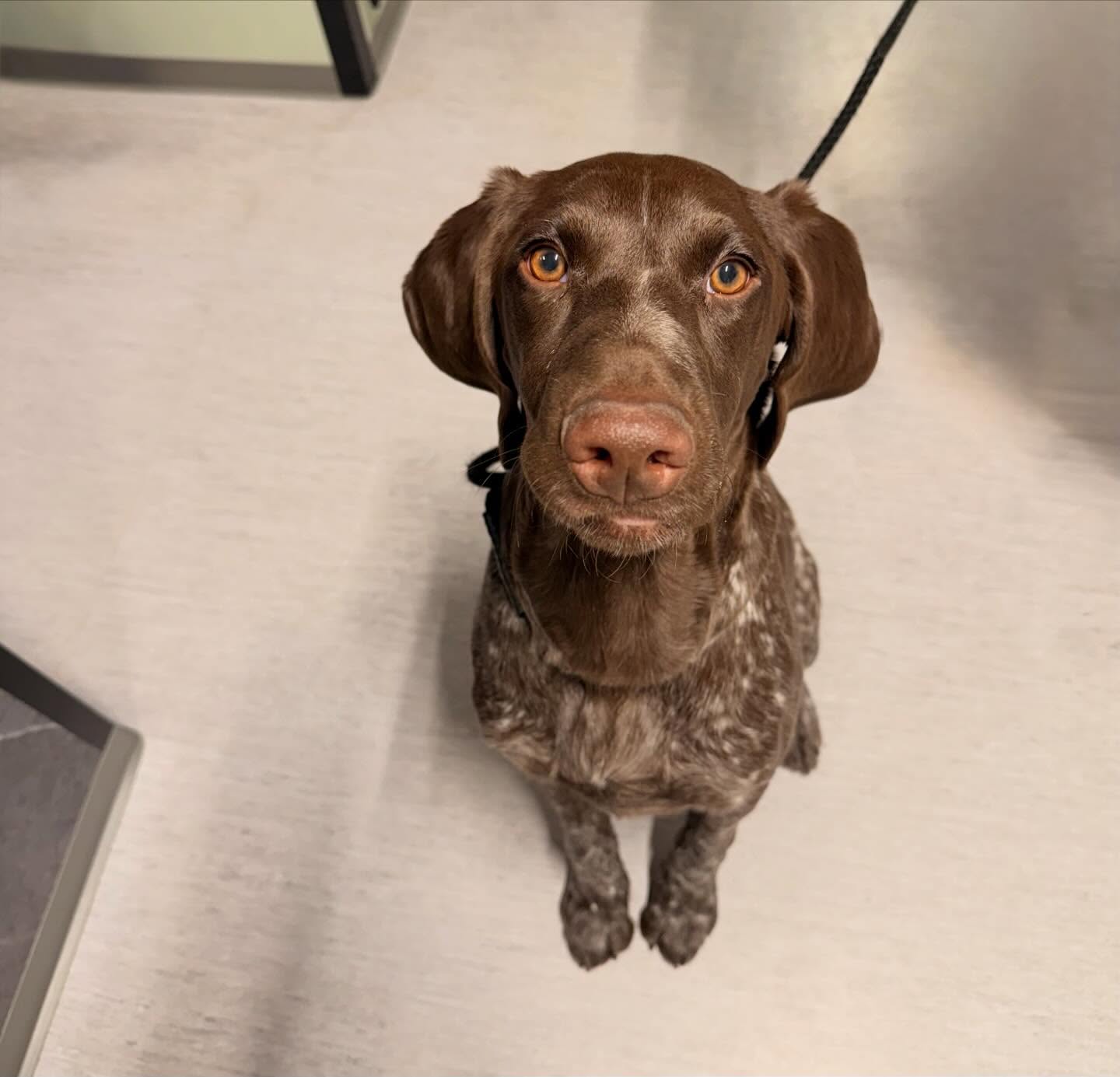 Ninni har vært på vaksine i dag 🤩
Ved å vaksinere kjæledyret ditt beskyttes de mot alvorlige og smittsomme sykdommer 💉 Det er en trygg og effektiv måte å forebygge sykdom på, og bidrar også til å hindre smittespredning mellom andre 🐶🐱