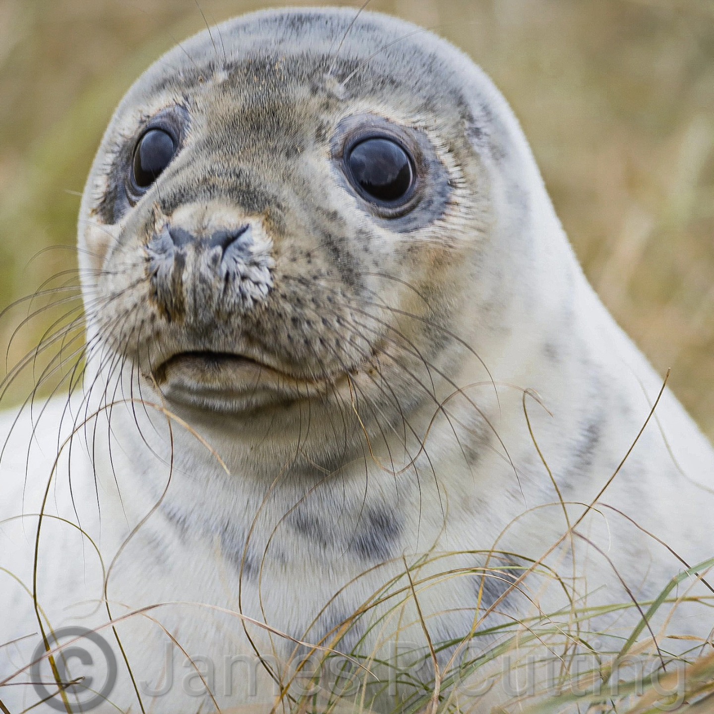 These adorable Grey Seal pups! 😍🌊 #SealPupCuties #OceanAdventures #WildlifeEncounter #CoastalCharm #SealWatching #NatureMarvels #CutestWildlife #MarineLifeMagic #SeasideExploration #NatureLovers #WildlifePhotography #OceanVibes #SealPupLove #DiscoverTheCoast #SeaLife #NatureConnection #BeachBuddies #SealFamily #OutdoorDiscovery #TaggingNature #SealSightings #NatureWalks #WildlifeWatcher"