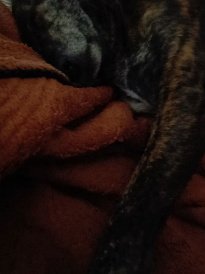 Snippets of the past month and a half.
1 - Battu's snoring
2 - Fun times assisting @sentulpasarkumar for his @second_class_queer act in Bangalore
3- All 4 of us in one frame
4- Headshot of battu for her modeling career
5- Co-regulation on the mat
6- The Dubai aquarium
7- Old souk in Dubai
Not pictured here---> moving back to Bangalore, moving houses, hours of teaching, practice, coming back into a routine.
More practice tips coming soon 🔜