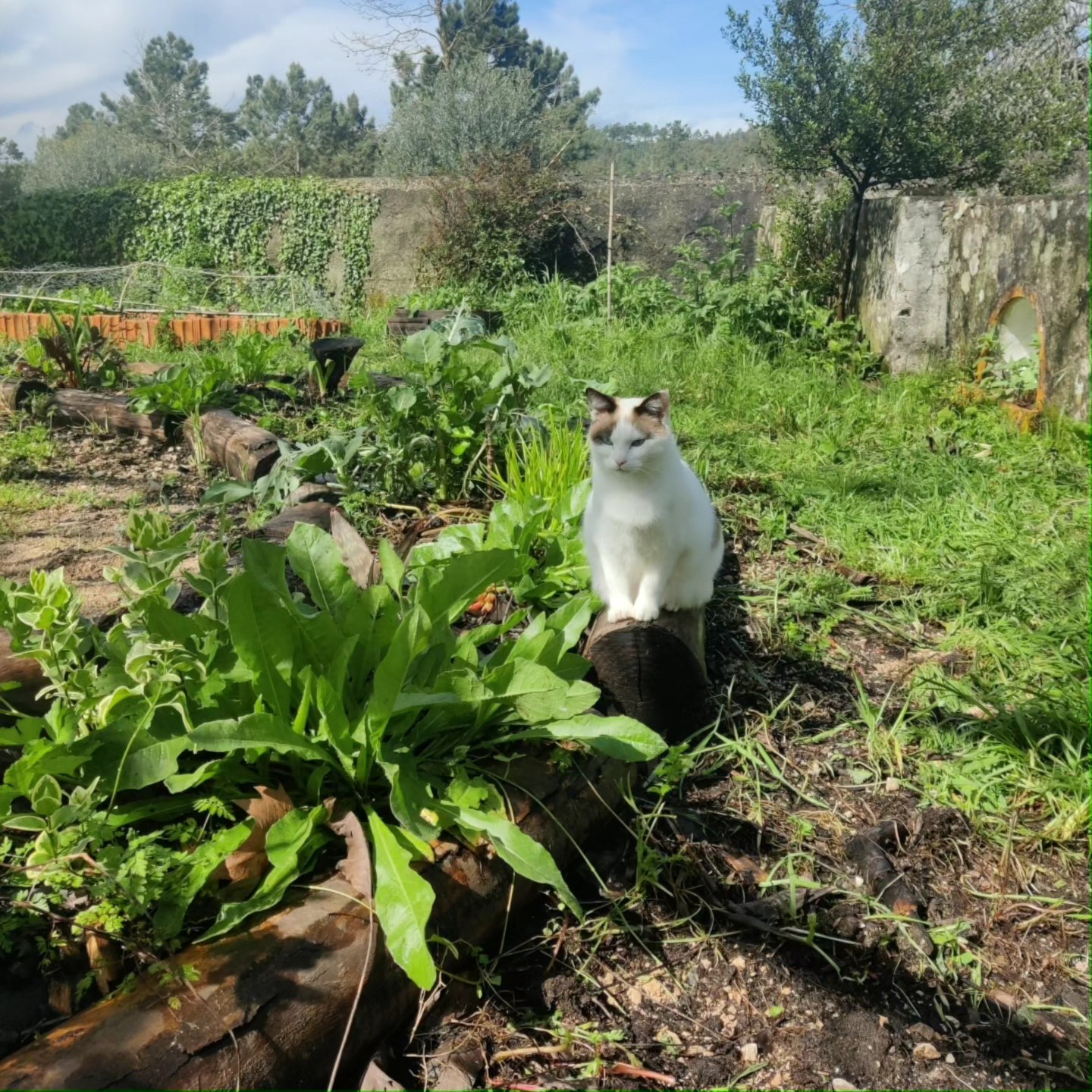 ~ Maya ~
A nossa companheira que nos escolheu como família. Uma das guardiãs da @quinta.da.carvalheira que adora brincadeira a qualquer hora!
Our little buddy who chose us as family. One of the guardians at @quinta.da.carvalheira who loves playing at any time!