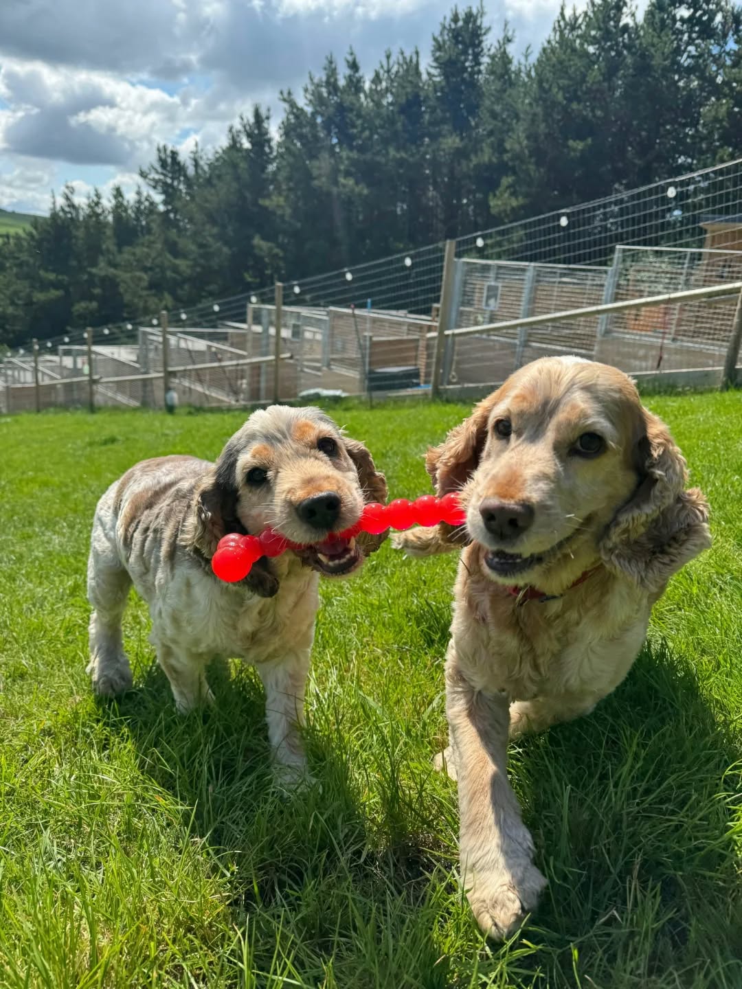Throwing it back to sunshine, splash time & wagging tails!🌞🐾
#summerthrowback #summer2025