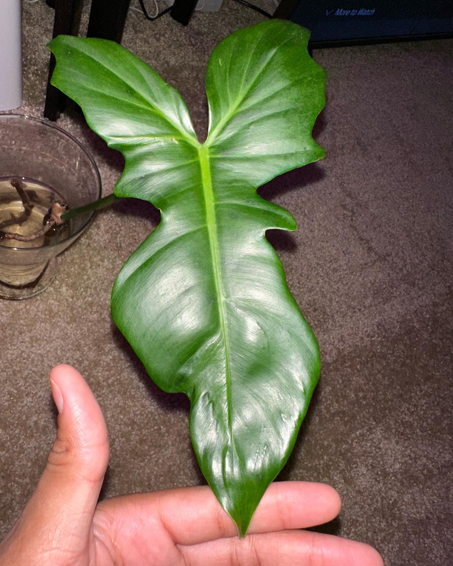 Philodendron lime fig 🪴#plants #plantlife