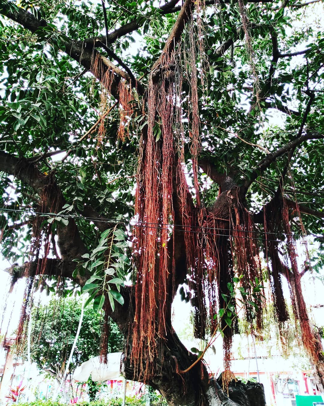 💚 Downtown Vallarta