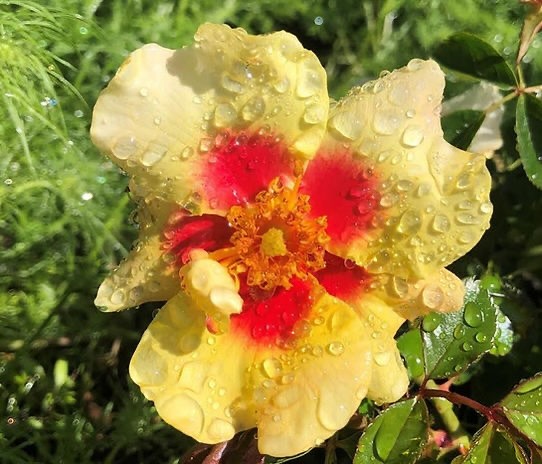 🌹 The whimsical Peters Percisca, a fabulous climbing rose 2.5m slight fragrance repeat flowering healthy bright yellow with a red blotch in the center available at Apuldram Roses. Renowned for its energetic growth and captivating blooms, this variety will add some serious pizzazz to any garden space.
Height - 2.5m x 2m
Fragrance - Slight
Colour - Yellow & Red
Bloom size - Medium
Flowering - Repeat flowering
Available to order from our website, link in bio.
#rose #gardeninspo #gardening #gardeningideas