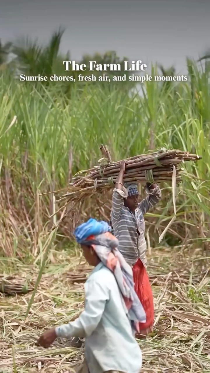 Where the days start with sunrise and end with the scent of earth🎋🍃
#freshcrush #canesugar #freshlycrushed #sugarcanejuice #sustainablefarming