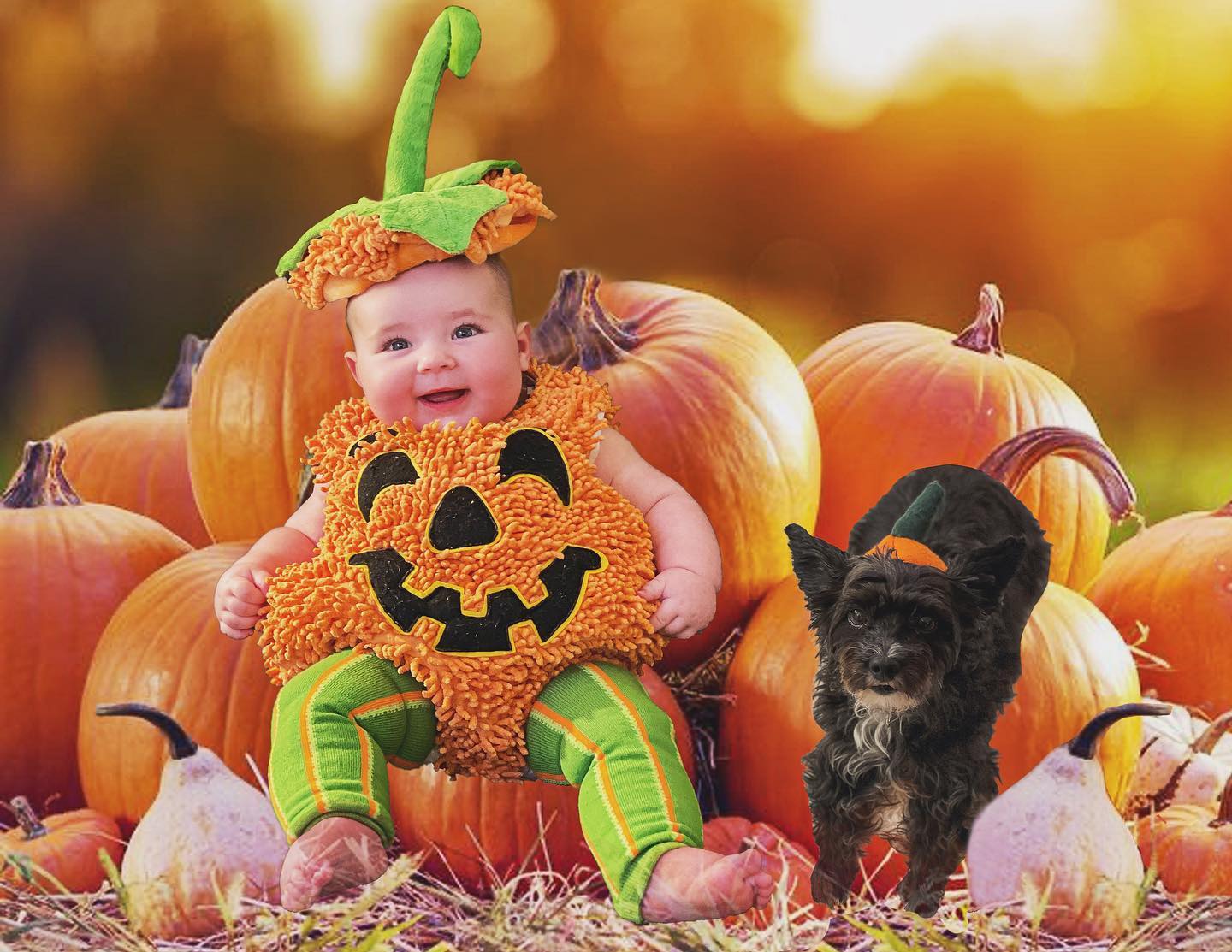 Pumpkin!! 🎃
•
•
•
#happyhalloween #pumpkin #pumkinpatch #daddyslittlegirl #babygirl #firsthalloween #alfie #girlsbestfriend #trickortreat