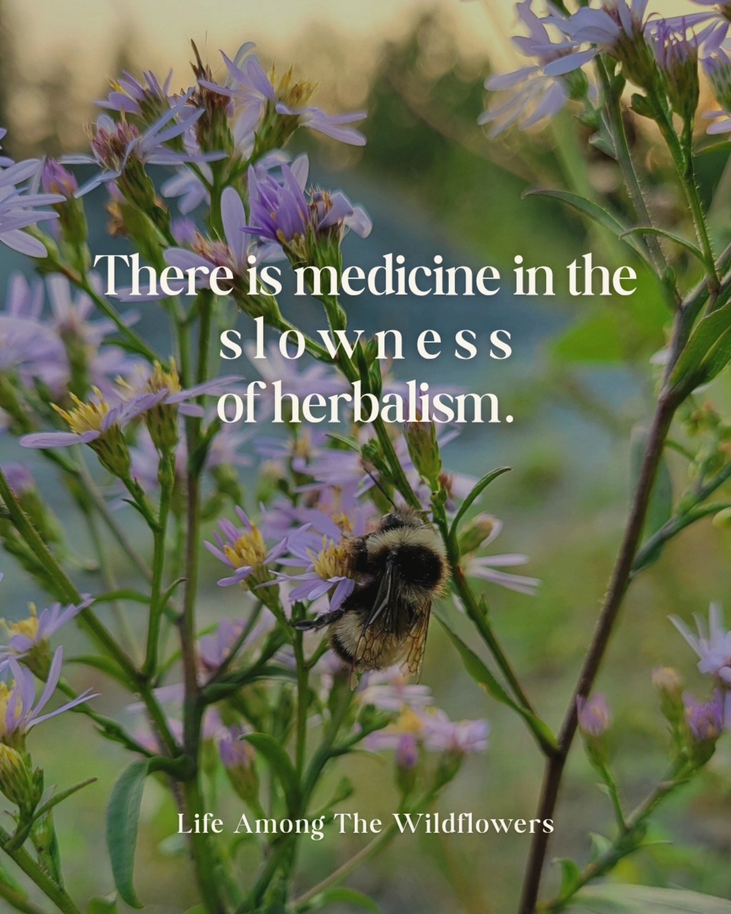 I don't know about you, but lately I've been feeling the pull to slowness in my herbal practice and studies. πΏ Taking my time to get to know a new plant. Not pumping out content for the sake of sales or the algorithm. Just being with the plants. Clearing my work space and taking my time to prepare remedies. Tending to the seedlings and not wishing away spring. Enjoying my matcha with the sun warming my skin through the window. Not rushing the medicine, just holding space for it all to unfold.
#herbalmedicine