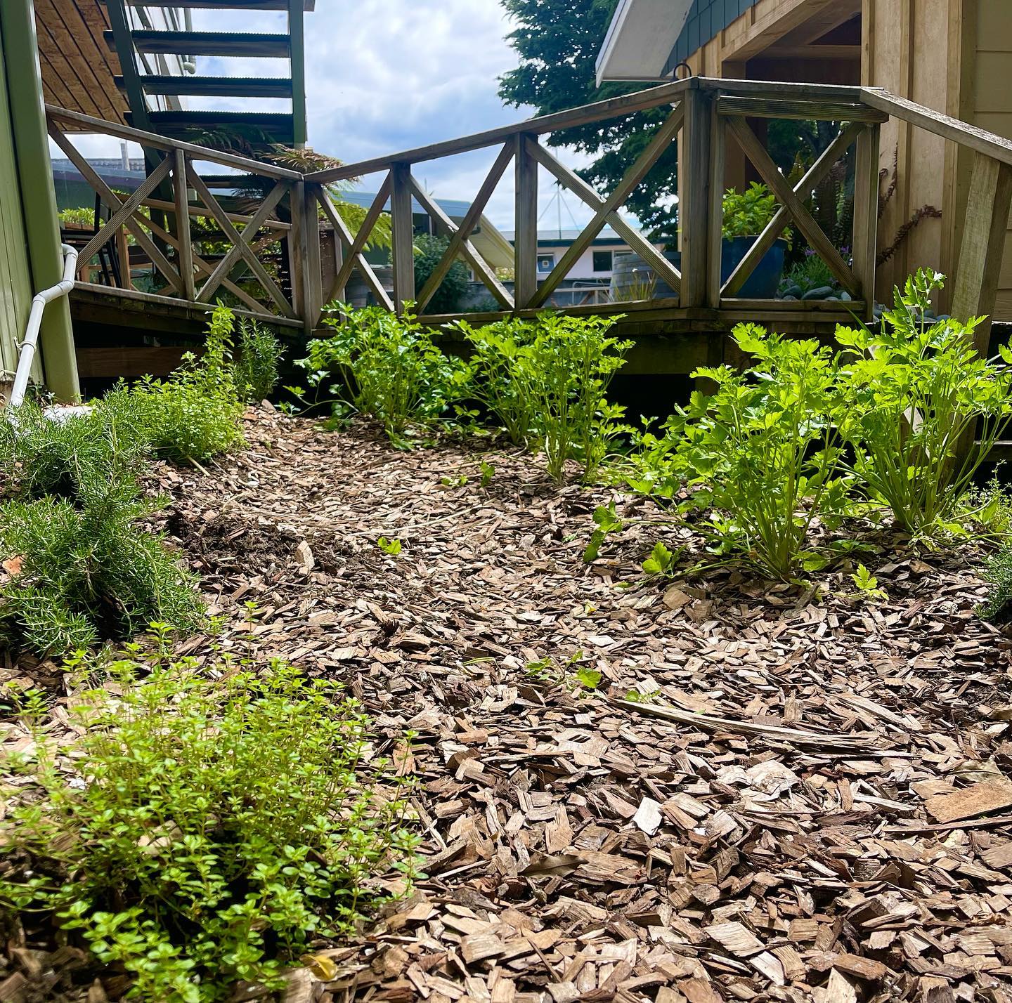 If your after fresh herbs look no further than outside our kitchen door โจโจ thx @alps119 for planting! Looking good ๐๐ป๐๐ป๐๐ป