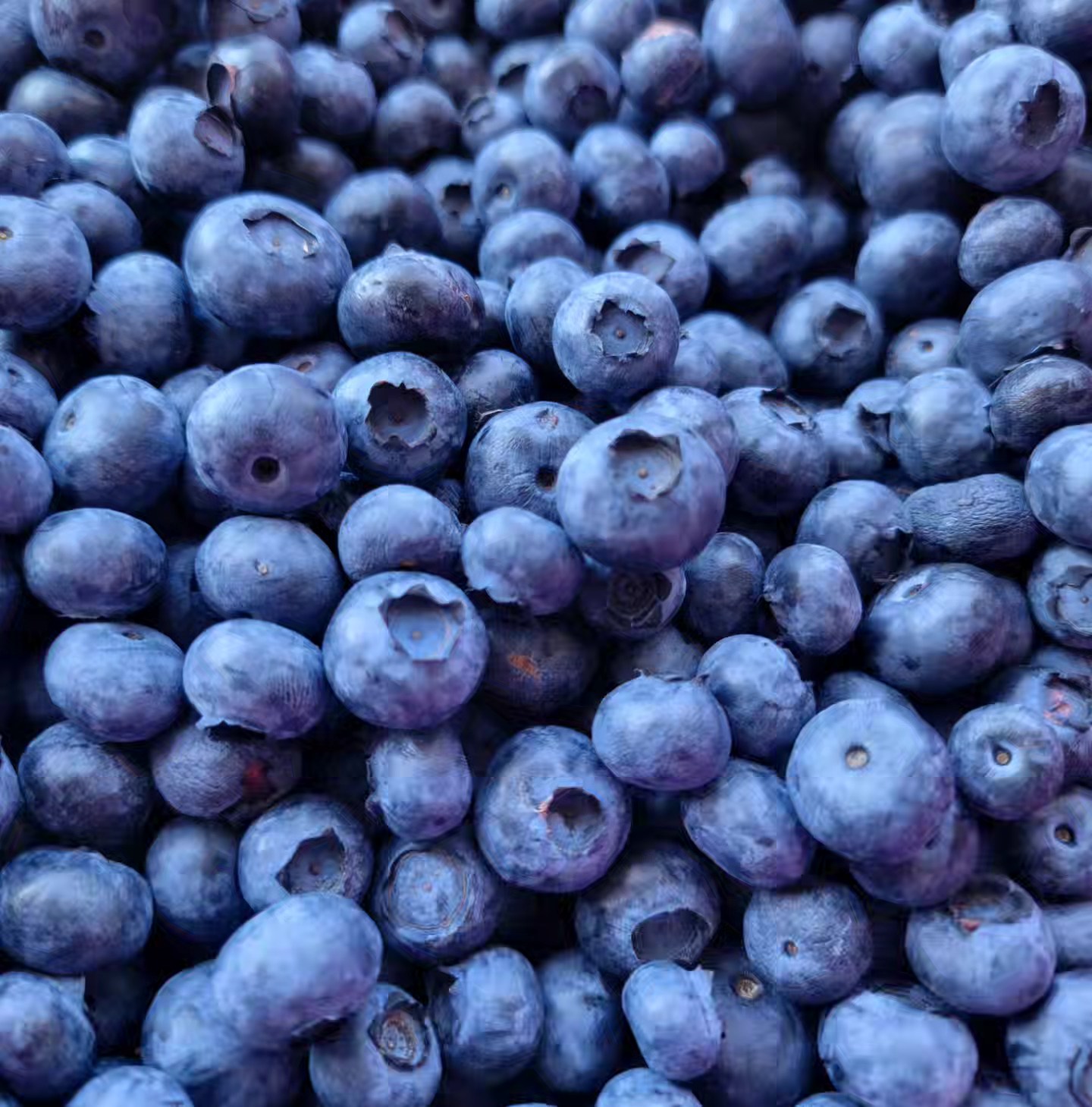 Big, Juicy Blueberries Await!
Come visit Maskeen Farms and indulge in our fresh, sweet, and plump blueberries! Perfect for summer snacking, baking, or smoothies. Bring your family and friends for a delightful picking experience.
๐ Maskeen Farms
๐
Weโre open daily โ see you soon!