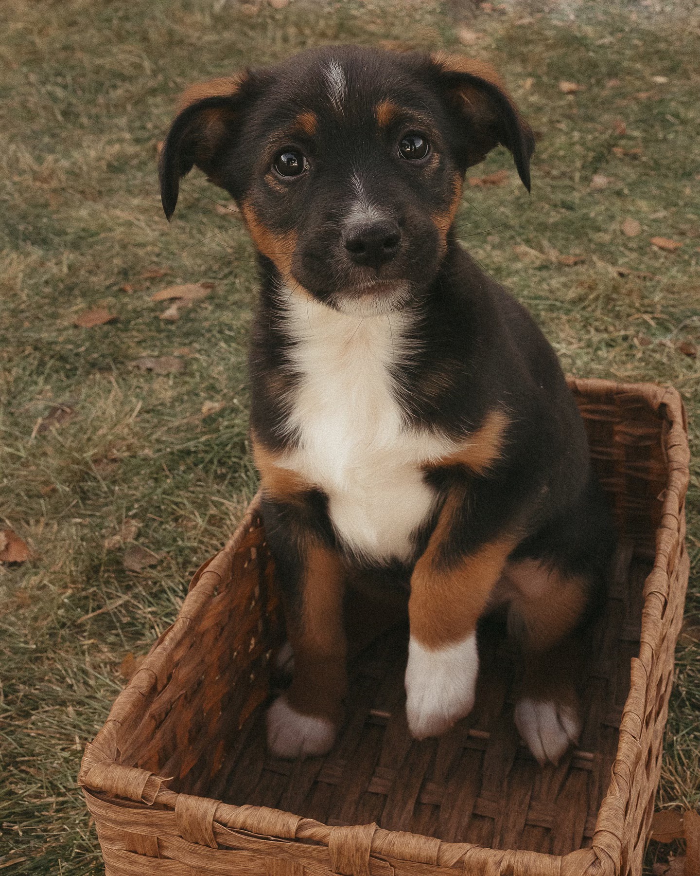 Welcome home sweet thingāØ
Itās been a long road to heal my heart after losing Hank. Grief doesnāt go away it just evolves and Iāve begun to slowly smile at his memories and thatās a damn good feeling. As I started to energetically know that I was ready to adopt a lil pup I knew two things. That we would know our dog when we saw him and that we would name him, Jack-A-Roe, after one of my very favorite songs. So when Ben popped onto the @humanesocietytt and saw this lil face, already named Jack-A-Roe, we knew it was meant to be.
Iām so very grateful to the Humane Society of Truckee Tahoe for taking care of mama Delilah and her litter of Grateful Dead puppies. Whatta gift it is to adopt and bring new energy and love into our lives. And also. Shakedown was blasting thru the humane society speakers as we walked into pick him up, so yeah, this lil dude was meant to be ours.
Jack-A-Roe, you are so damn loved alreadyš¹ā”ļø