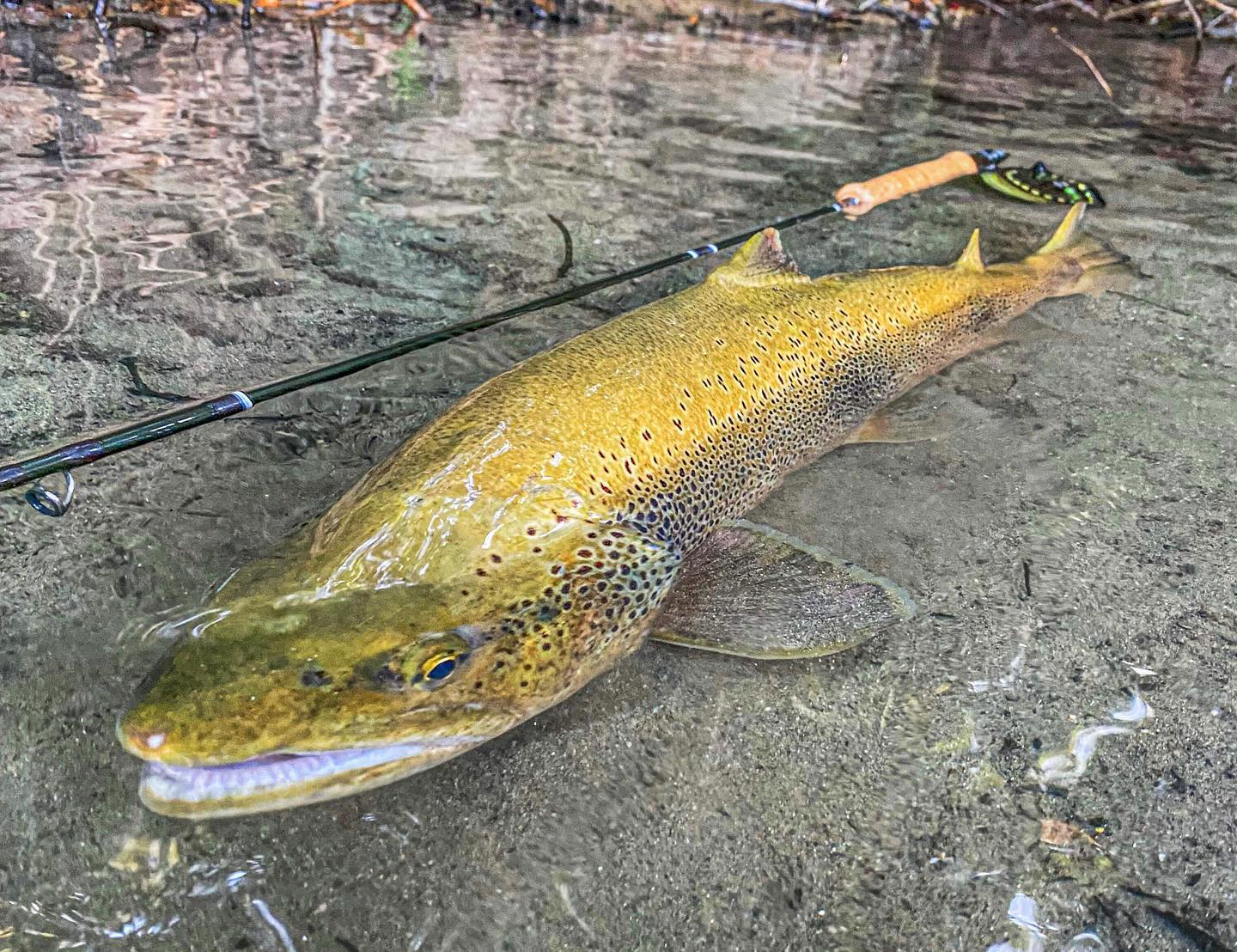 Le voilà le poisson de ma saison en nymphe à vue, 68 cm de muscle et capturé sur une grosse sorguaise légère h12 en 15,7 centième.
Elle chassait les chevesnes de 15 cm avec un comportement de brochet et un passage pleine tête lui aura été fatal.
C’est un bonheur et une chance immense pour moi de pouvoir capturer des poissons aussi gros en France et en nymphe à vue.
Ce n’est pas tous les jours alors j’en profite pour vous partager ce poisson qui est exceptionnel 😍
Et vous quel est votre record truite en France cette saison ? 😊
➡️Canne r8 core 9 pieds soie de 5
➡️Soie Rio gold elite Wf 5
➡️Moulinet sage Spectrum LT
➡️Nymphe obscure légère h12 5 tours de plomb.
@orionflyfishing
https://www.halieutique-gdn.com
#truite #truitefario #monster #monsterfish #bigtrout #browntrout #pechealamouche #flyfishing #flyfishinglife #flyfishingonly #moucheshalieutique #truitealamouche #poisson #fish #fishingtrout #troutonthefly #troutbum #troutflies