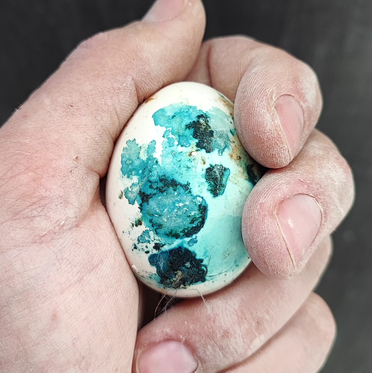 Was hat den da meine Seidenhenne gezaubert? 😮😅
Frohe Ostern euch allen 💐🐰
_________________________________
Ayam Cemani
𝗙𝗮𝗿𝗯𝘀𝗰𝗵𝗹ä𝗴𝗲: Schwarz und blau
𝗩𝗲𝗿𝗳ü𝗴𝗯𝗮𝗿: Bruteier, Tagesküken & Junghennen
𝗵𝘁𝘁𝗽𝘀://𝘄𝘄𝘄.𝗯𝗿𝗼𝗵𝗼𝗹𝗺𝗲𝗿-𝘇𝘂𝗰𝗵𝘁.𝗰𝗼𝗺/𝗮𝘆𝗮𝗺-𝗰𝗲𝗺𝗮𝗻𝗶
Instagram & TikTok @huehnerwelt_rauch
Facebook @rauchs_huehnerwelt
_________________________________
Liebe Grüße und alles Gute
Euer Gabriel von Rauchs Hühnerwelt
#marans #britishlavenderaraucana #katze #gahmongeurope #happyküken #maranschicken #happyhühnergarten #brüten #rooster #araucana #regenbogen #eggsart #hühnerwelt #hühnerei #mychicken #küken #photooftheday #glucke #zahmehühner #bruthenne #moorhühner #lavenderaraucana #babychicks #ayamcemani #hühnerzucht #hatchingeggs #gahmong #gahmongeurope #hühnerweltrauch #blaueeier #buntehühner