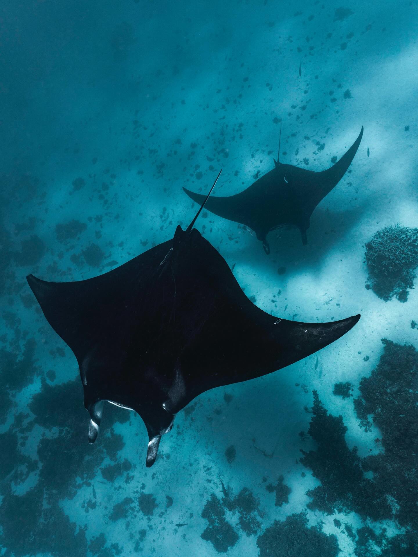 A reminder of how special this place really is.
Swimming alongside mantas in Coral Bay 🩵🪸
📷 @lauratierney
#thisiswa #coralbay #visitningaloo #anotherdayinwa #ningalooreef