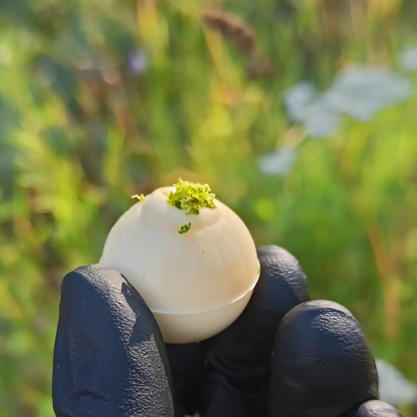 It's back on the shelves. "Bina's Mojito" white chocolate bonbons are the perfect summer delicacy. Only available at our factory shop and Fiskars. #billnäschocolatefactory #billnassuklaa #billnäsinruukki #bilnäsbruk #fiskarsvillage #visitraasepori
