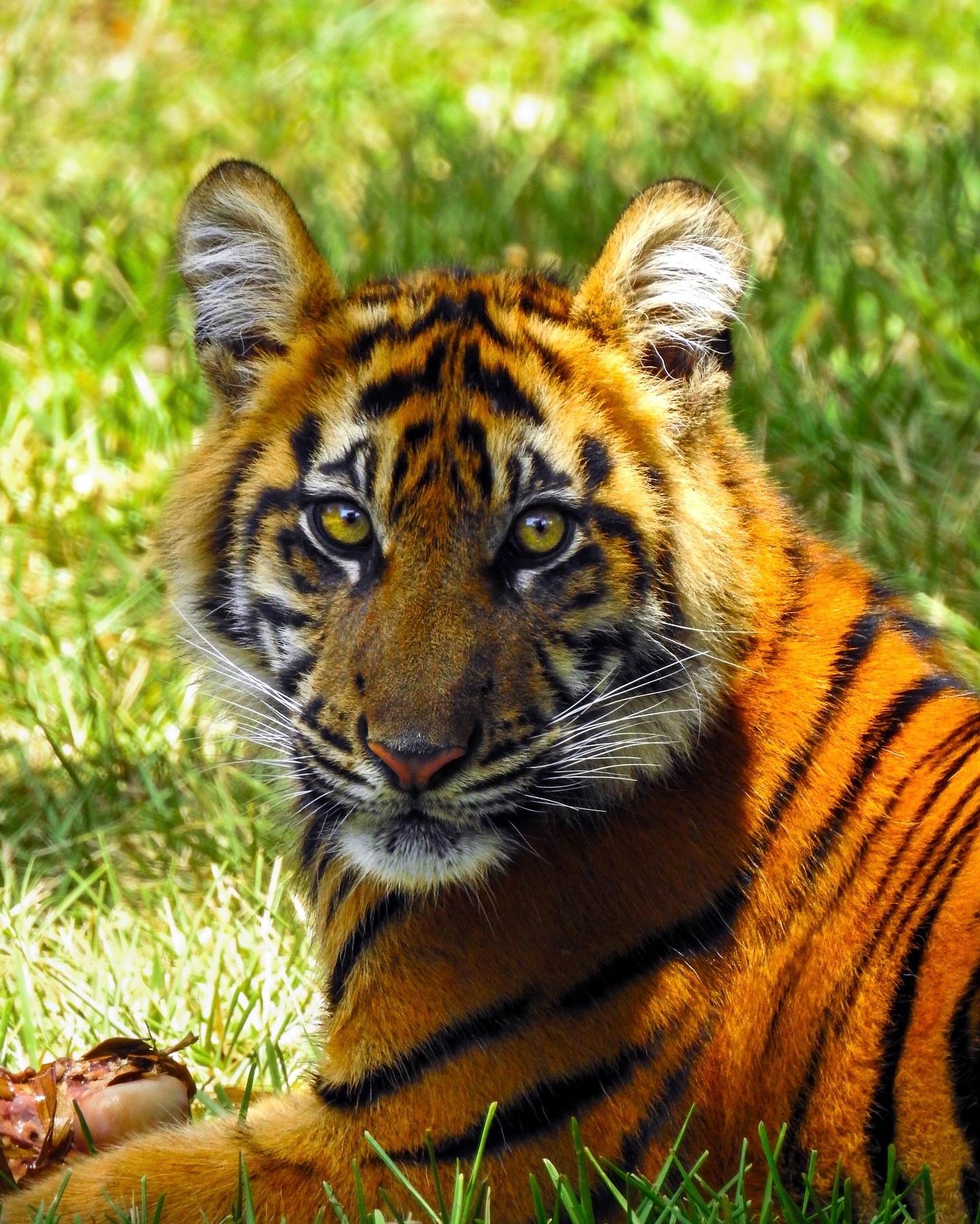 Young Lani 🐅
.
📷: Nikon P900
.
.
JM Lens Caps
.
.
.
#Nikon #NikonP900 #JMLensCaps #photography #Tiger #TigerCub #ZooMiami #nature #SumatranTiger #SouthFloridaPhotography #SouthFlorida #Miami #Florida #AnimalConservation #Zoo #Indonesia #photooftheday #ZooPhotography #lightroom #NikonPhotography #Explore
