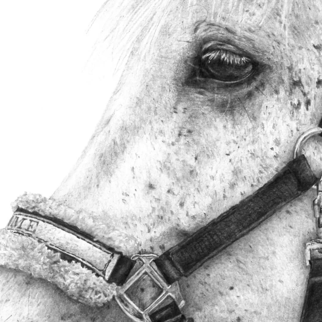 It's all about the details!
Waarom ik steeds naar een goede referentie foto vraag?
Om zo veel mogelijk kleine details in jouw portret te kunnen verwerken! En laat het nu net die kleine details zijn die ervoor zorgen dat een tekening tot leven komt; van de dons van een halsters, de glans reflectie in een oogje tot de stiksels van een hoofdstel.
'April-2019' - Privé collectie
#atelierbyerica #handmade #horseportrait #pencildrawing #drawing #paardenportret #graphitedrawing #paarden